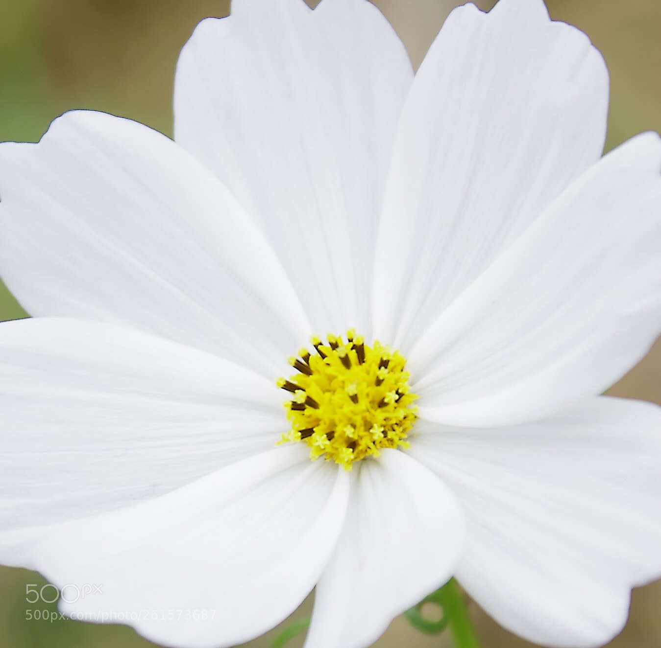 Pentax K-5 sample photo. My year my life  photography