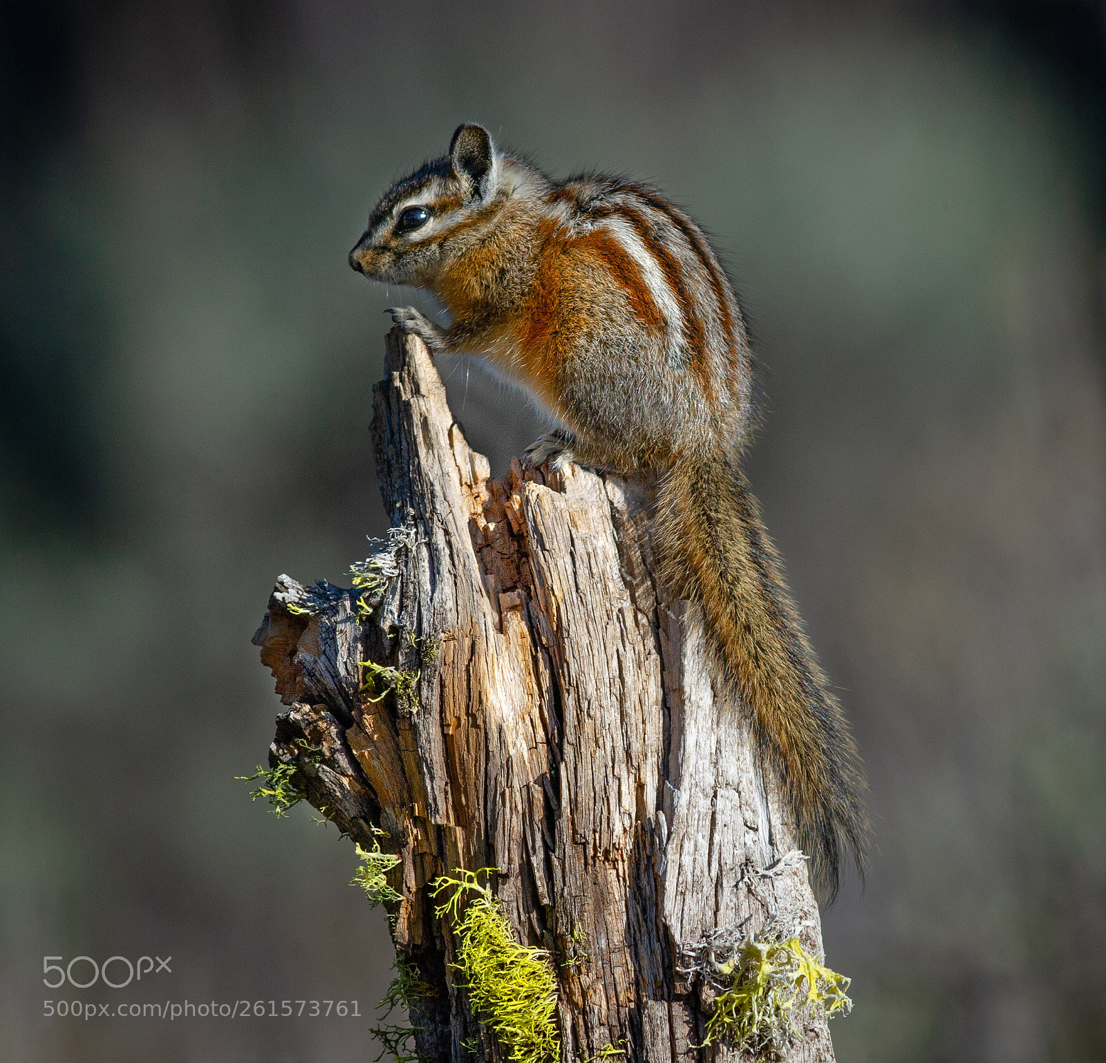 Nikon D3S sample photo. Pine chipmunk photography