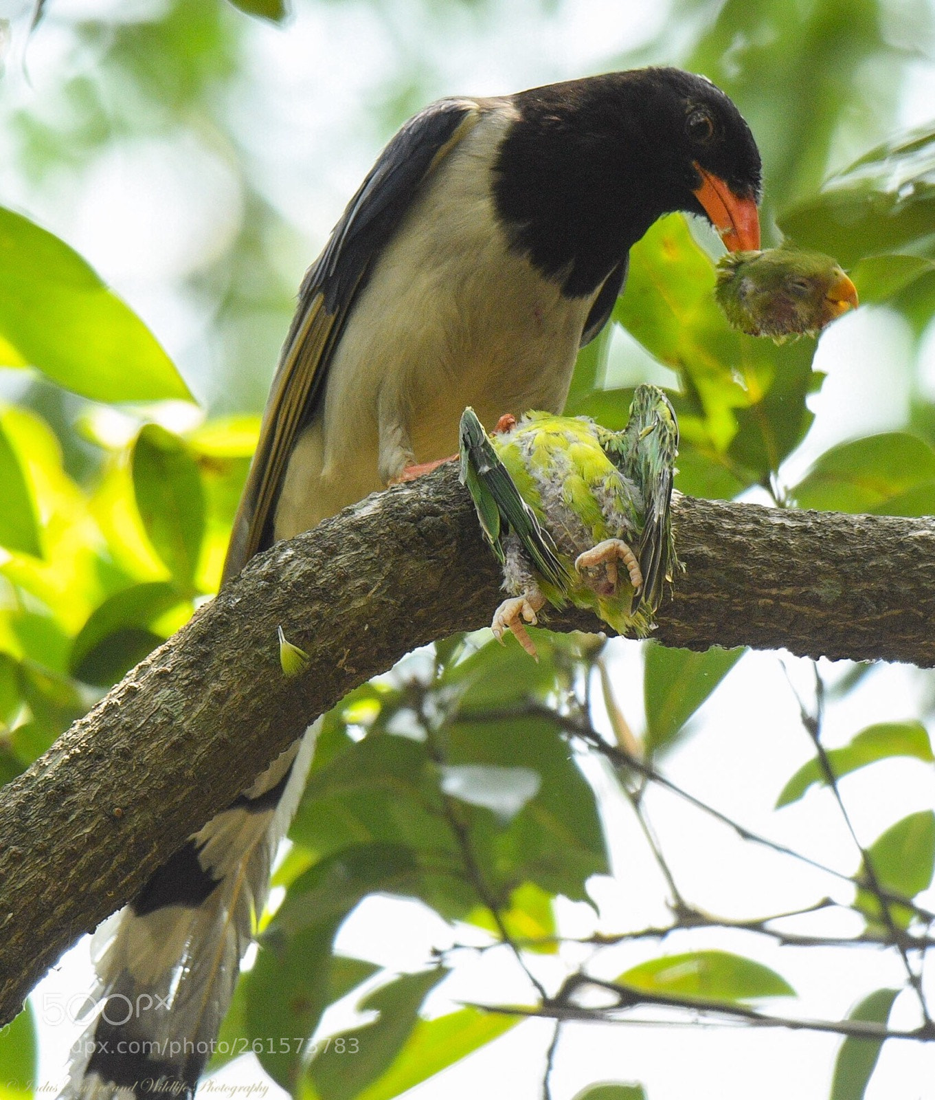 Nikon D500 sample photo. Red billed blue magpie photography