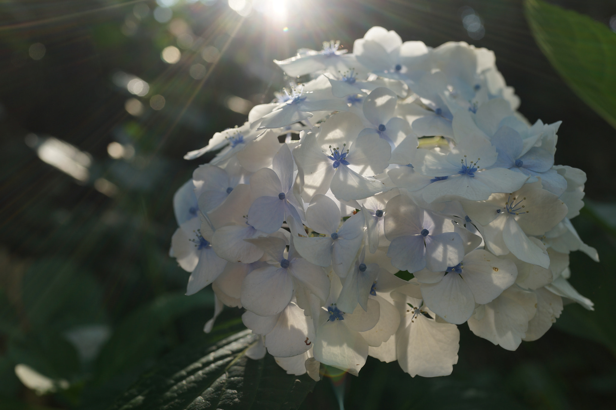 Sony Cyber-shot DSC-RX1R sample photo. Hydrangea photography