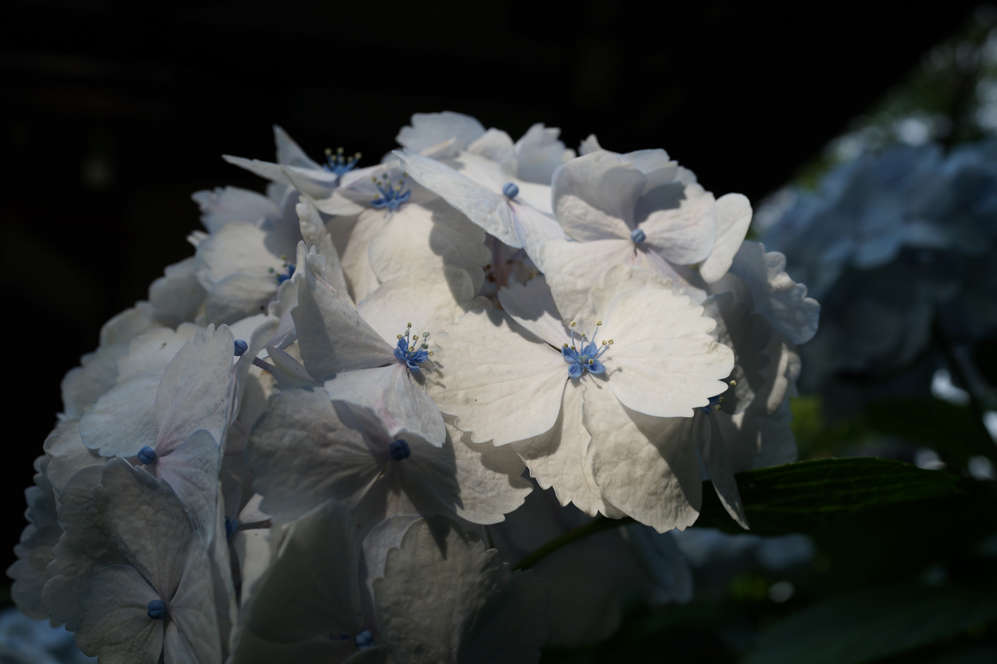 Sony Cyber-shot DSC-RX1R sample photo. Hydrangea photography