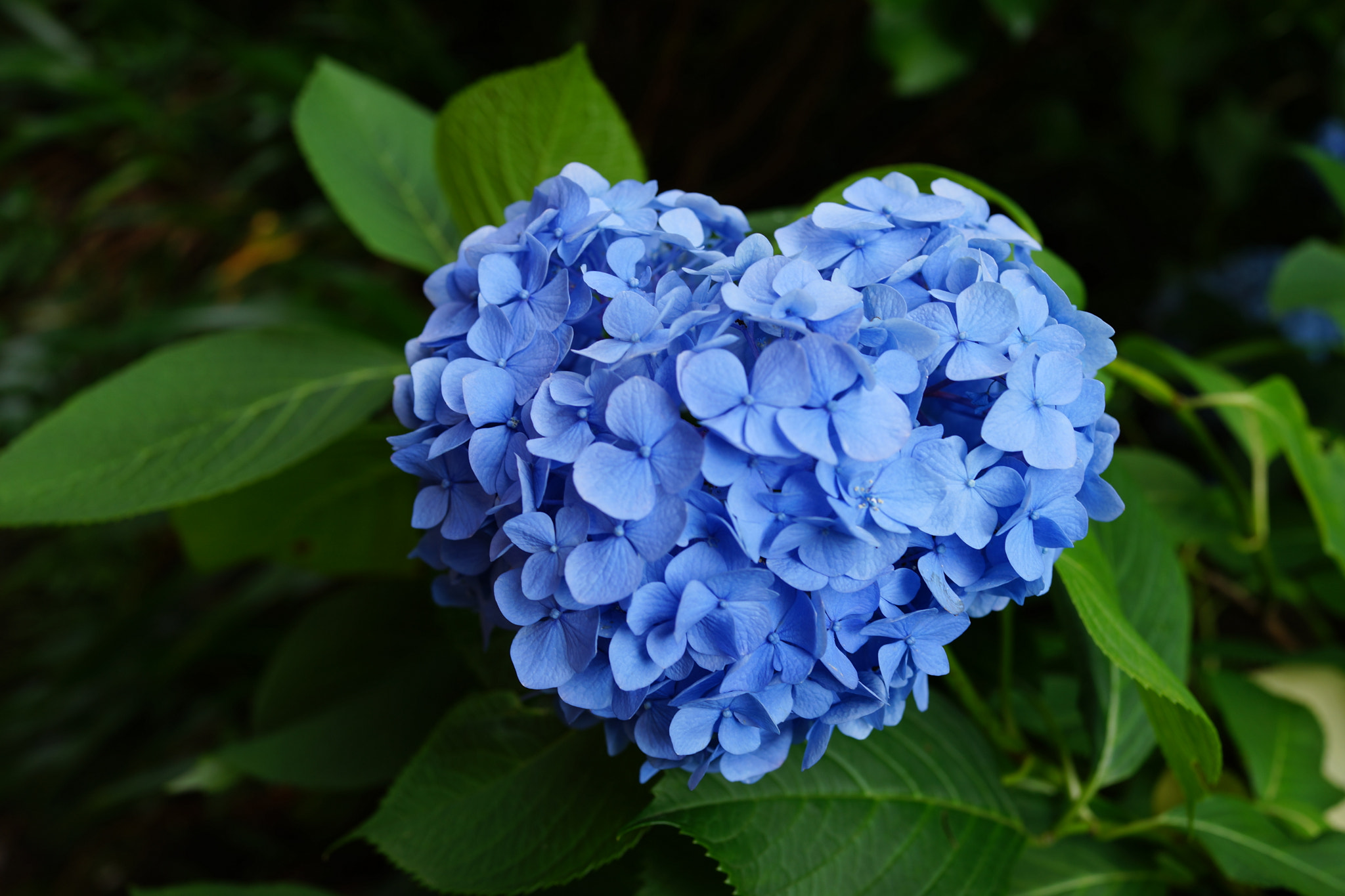 Sony Cyber-shot DSC-RX1R sample photo. Hydrangea photography