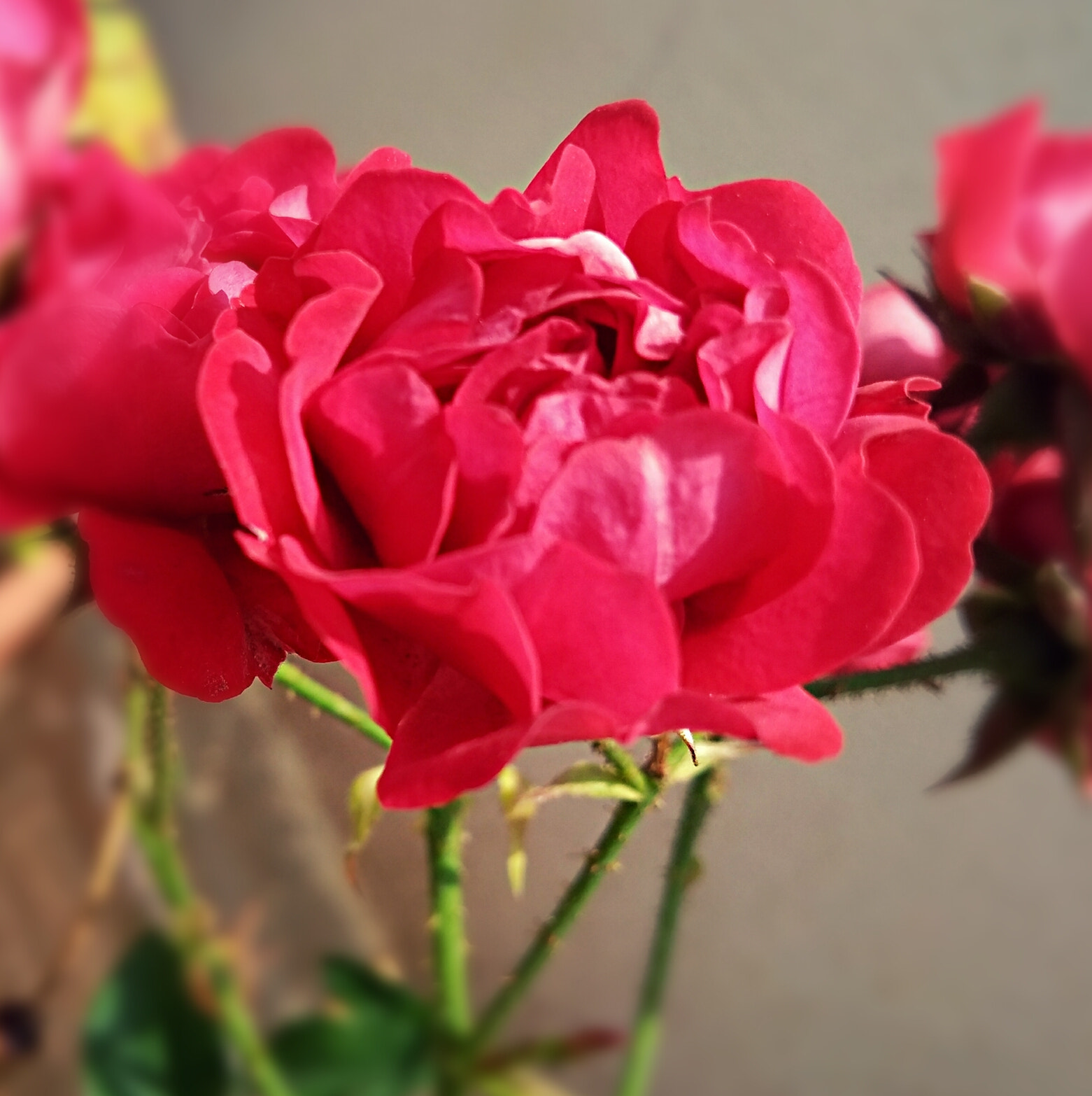 Motorola Moto G (5th Gen) sample photo