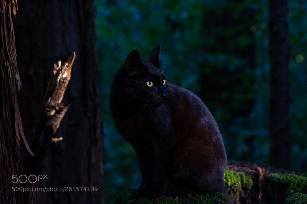 Canon EOS 7D sample photo. Secret agent cat photography