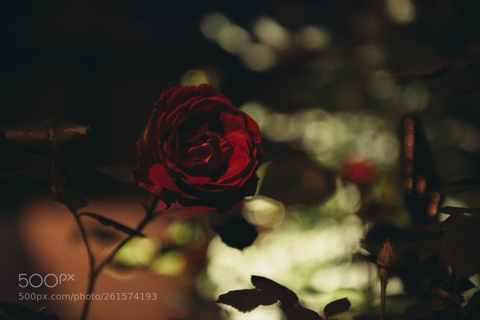 Nikon D750 sample photo. Jacqueline photography