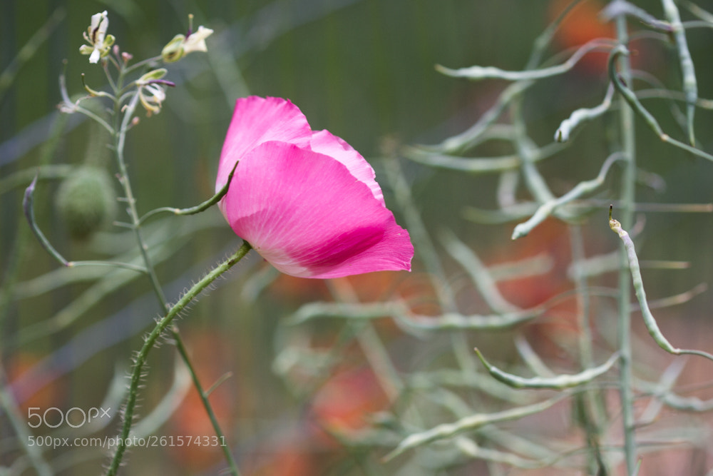 Canon EOS 7D sample photo. Poppy caress photography