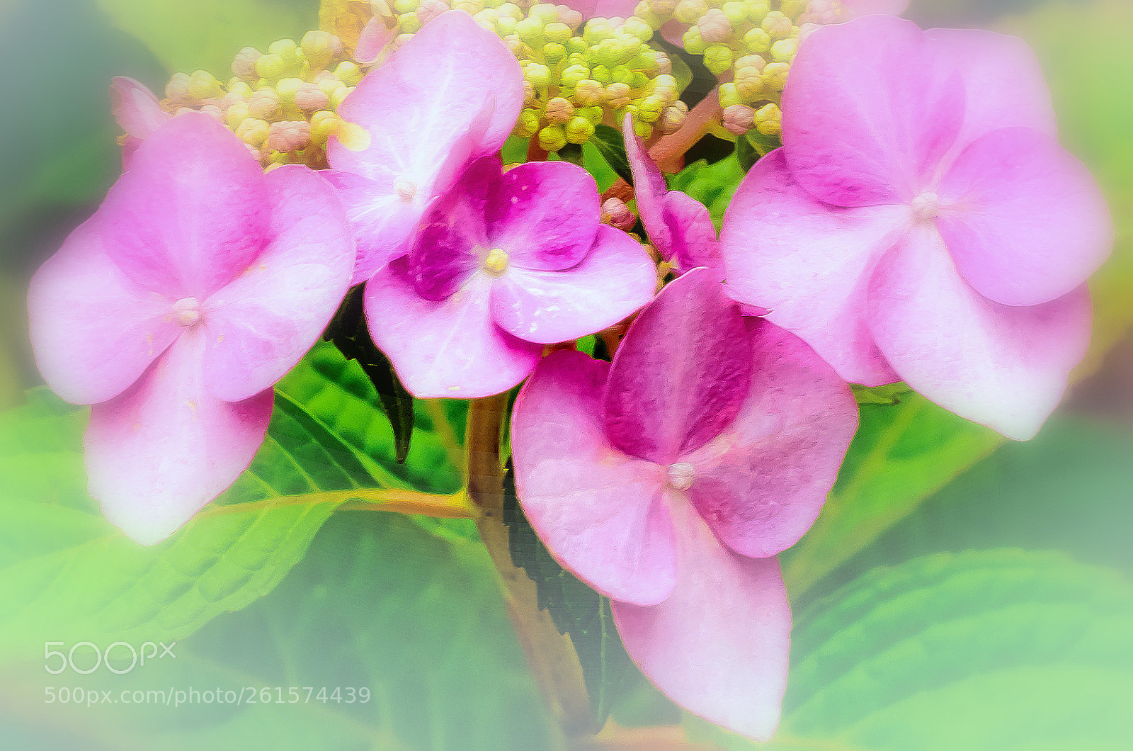 Nikon D810 sample photo. Hydrangeas in the mist!! photography