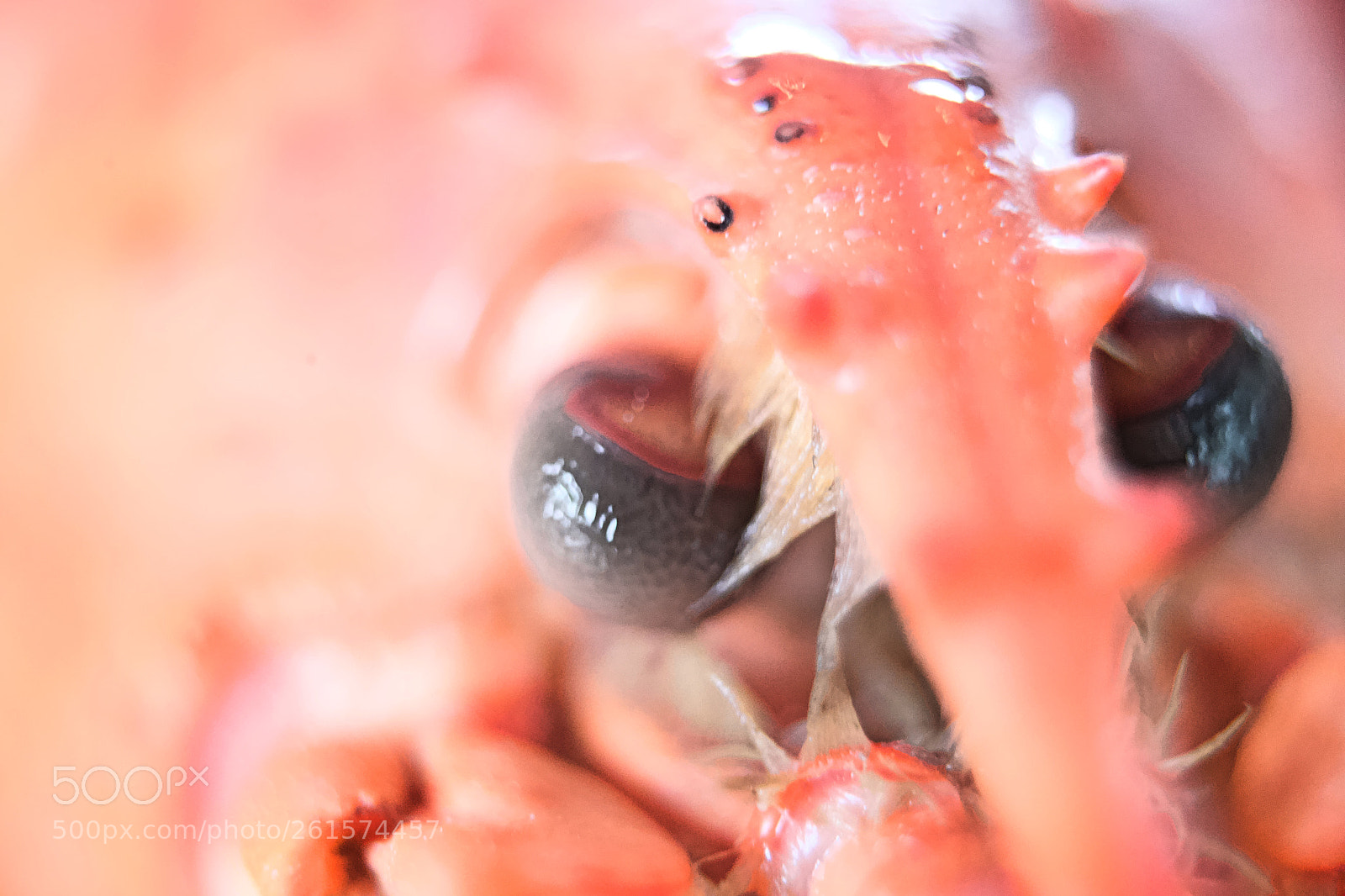 Canon EOS 6D sample photo. Lobster'seye photography