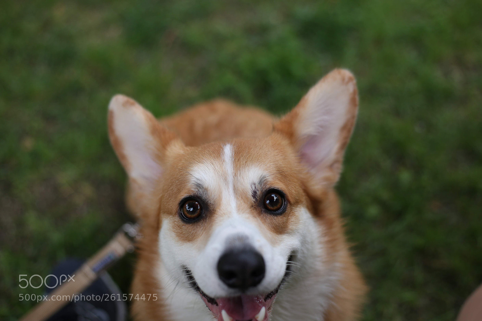 Canon EOS 6D + Canon EF 50mm F1.8 STM sample photo. Look at me photography