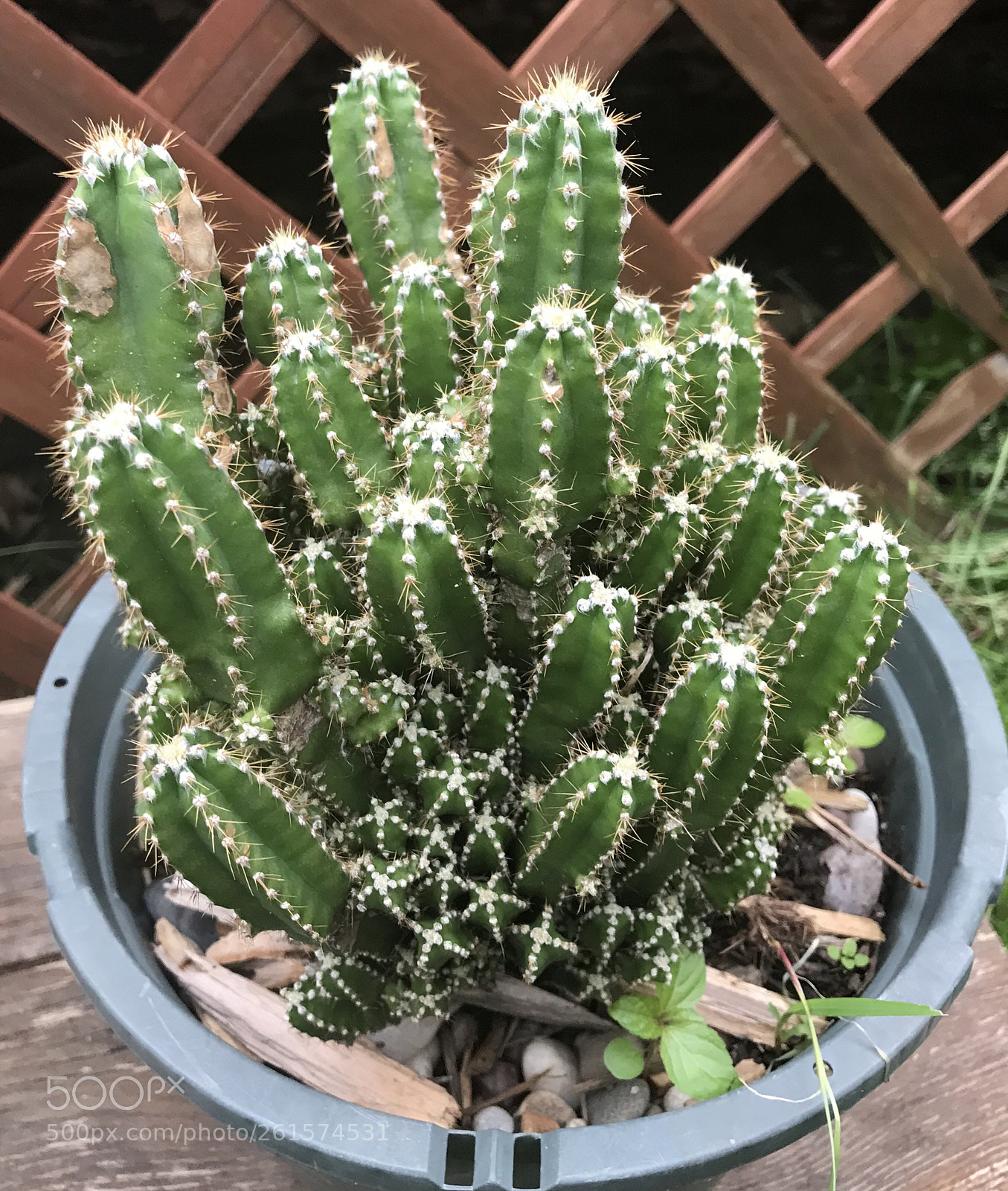 Apple iPhone 7 Plus sample photo. Cactus photography