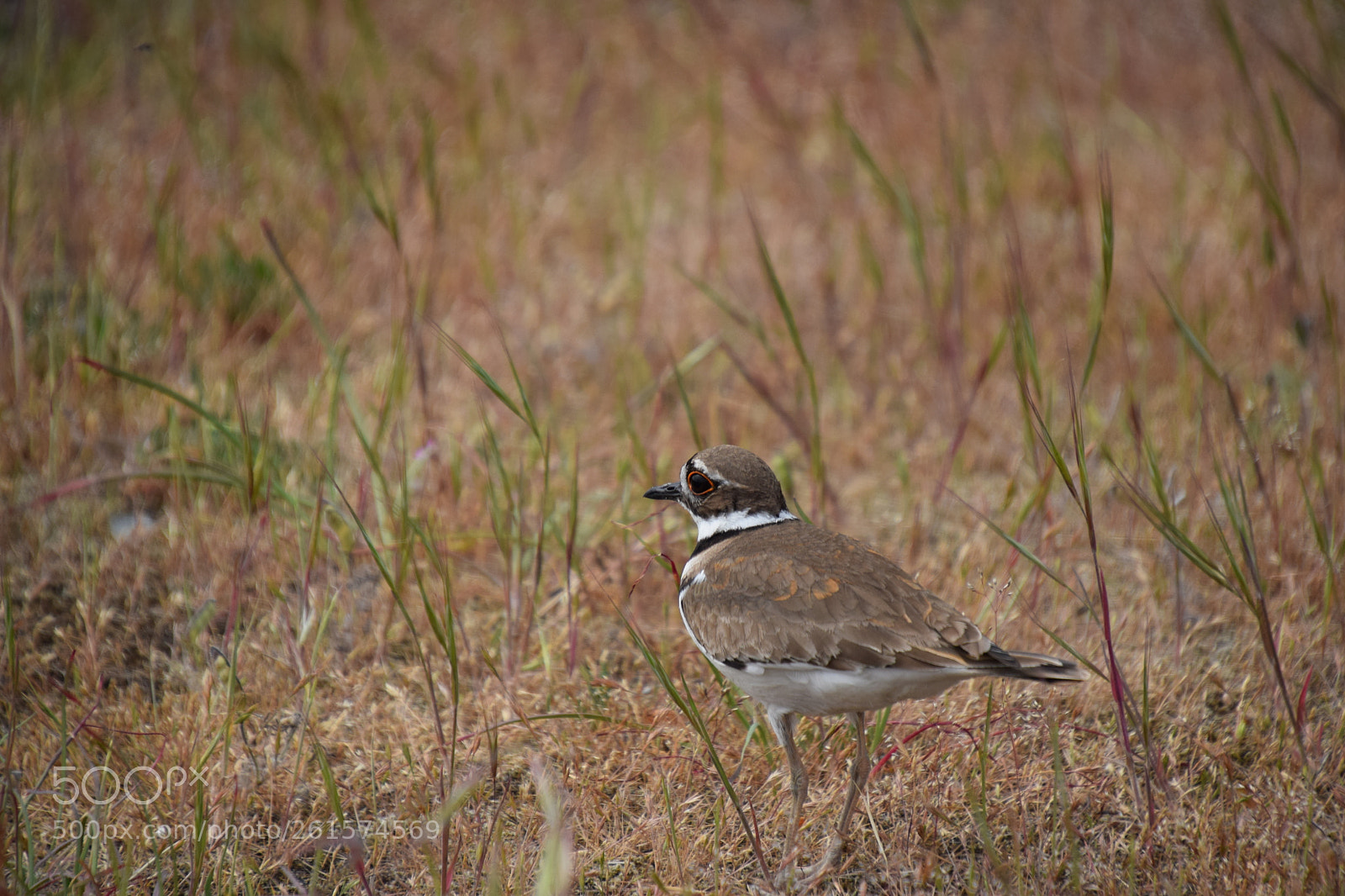 Nikon D5300 sample photo. Killdeer bird photography
