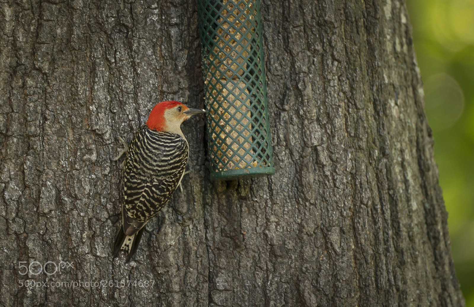 Sony a7R III sample photo. Red bellied woodpecker photography