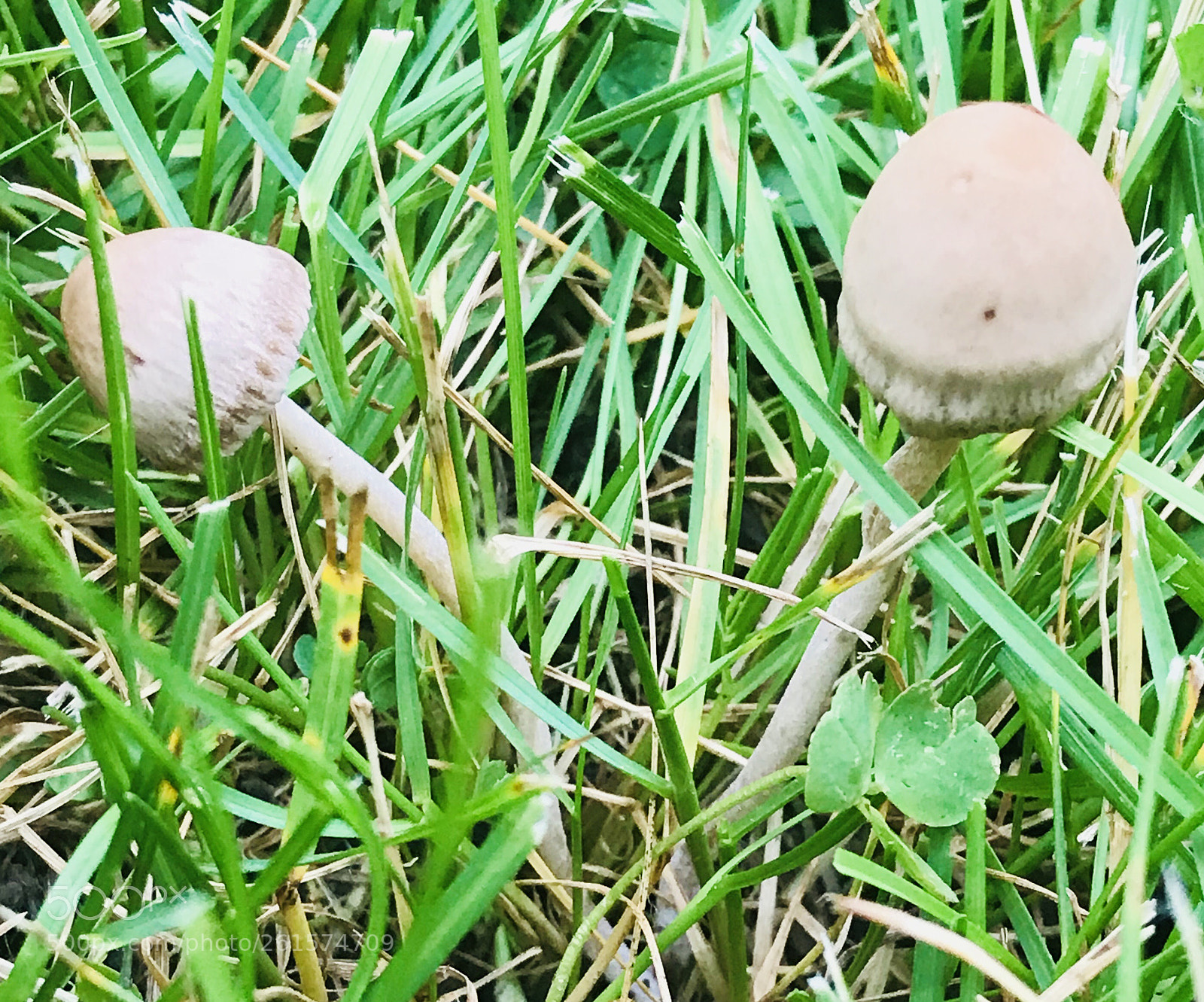 Apple iPhone 7 Plus sample photo. Mushroom photography