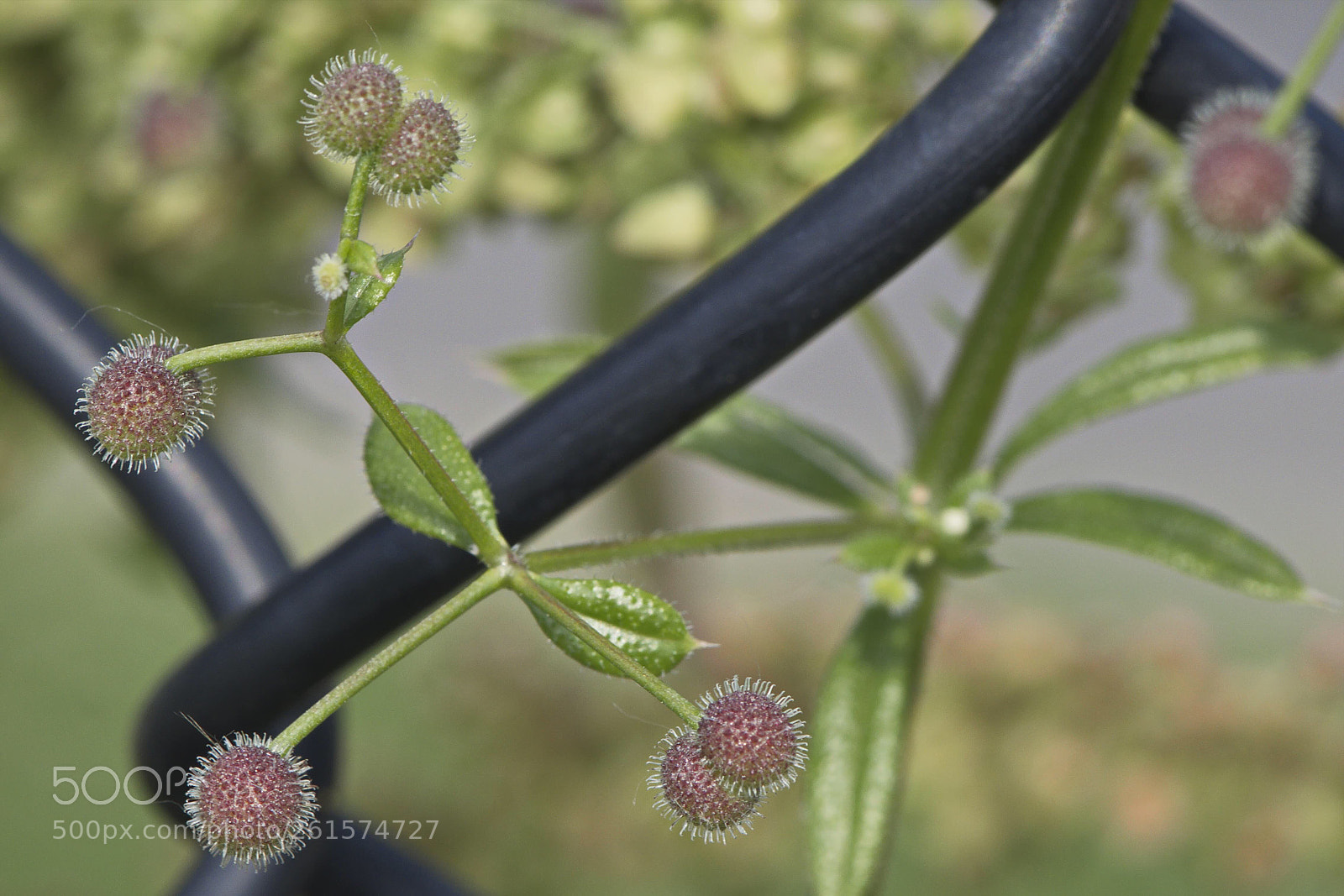 Nikon D5500 sample photo. Untitled photography