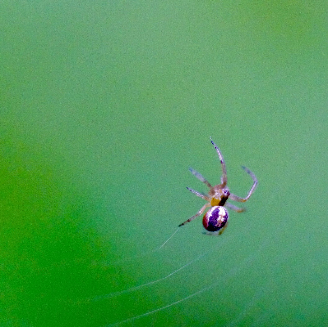 Fujifilm X-H1 sample photo. A small spider photography