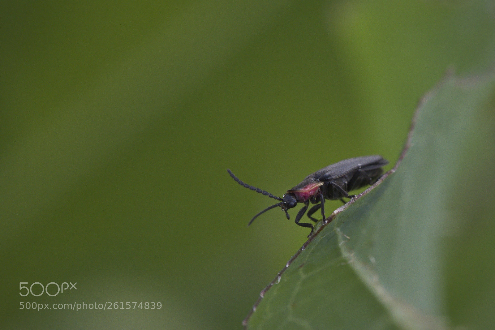 Nikon D5500 sample photo. Bugs photography
