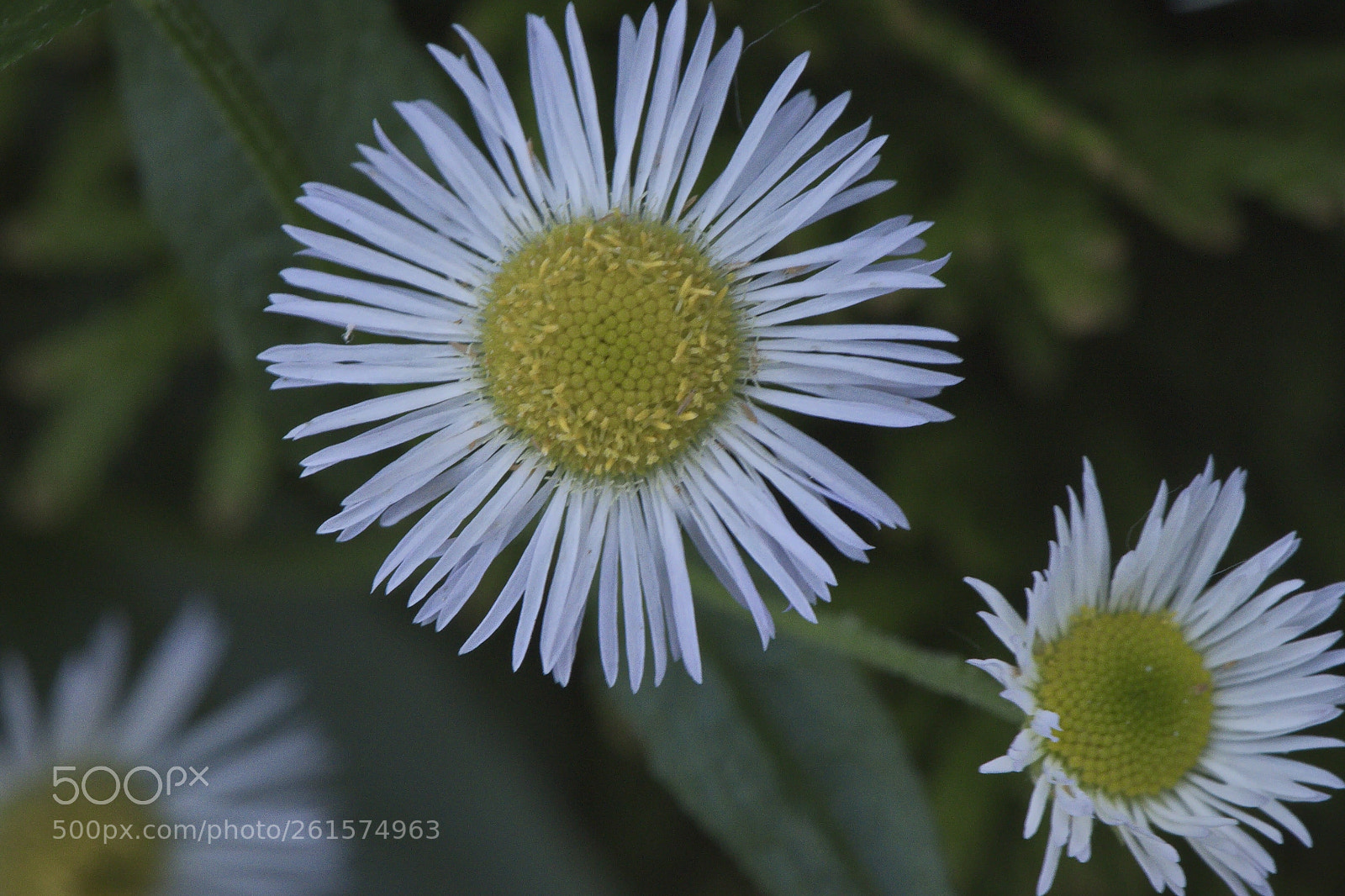 Nikon D5500 sample photo. Untitled photography