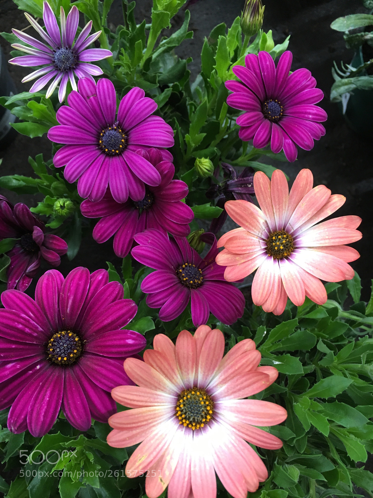 Apple iPhone 6s sample photo. Untitled photography