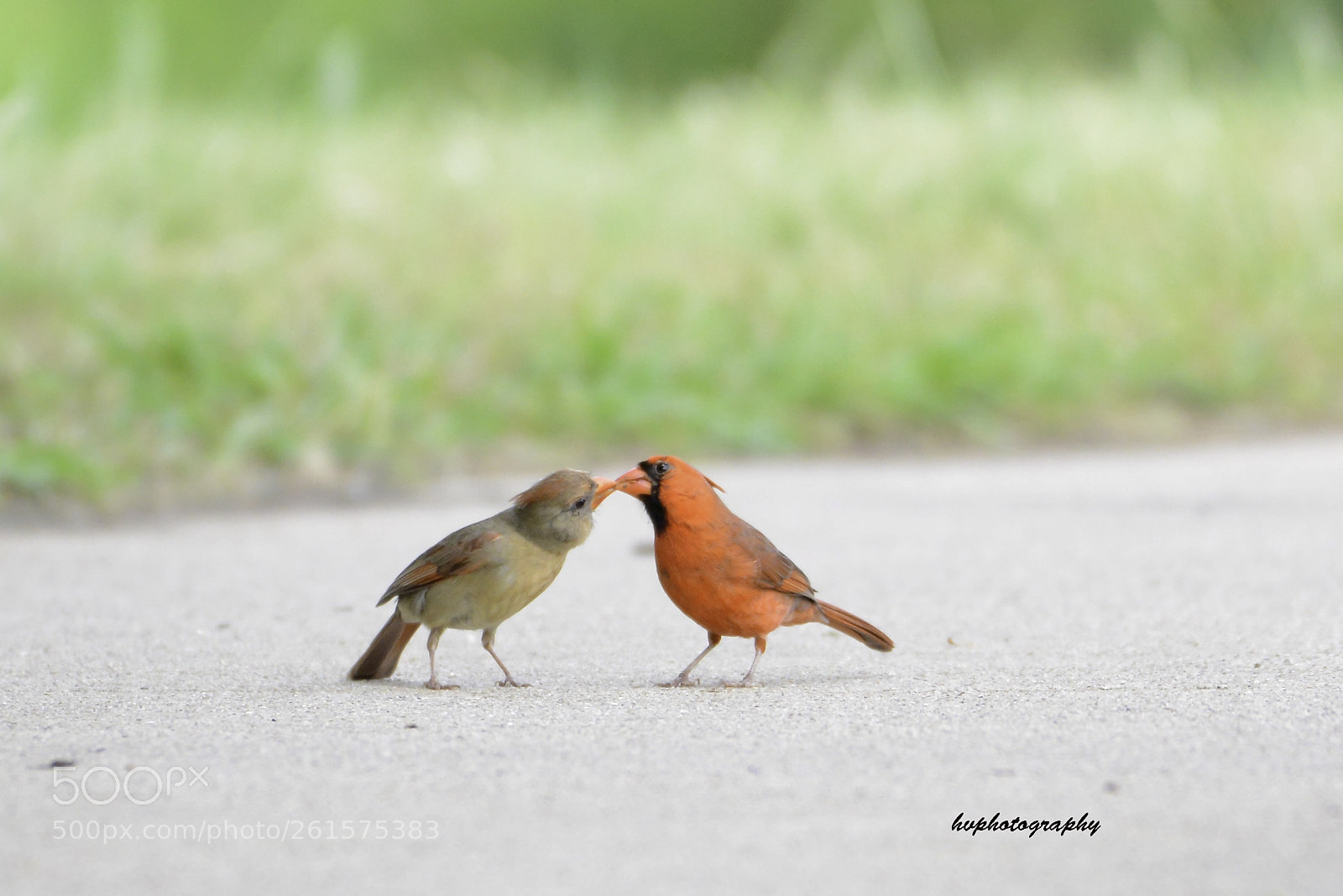 Nikon D800 sample photo. Kissing !! photography