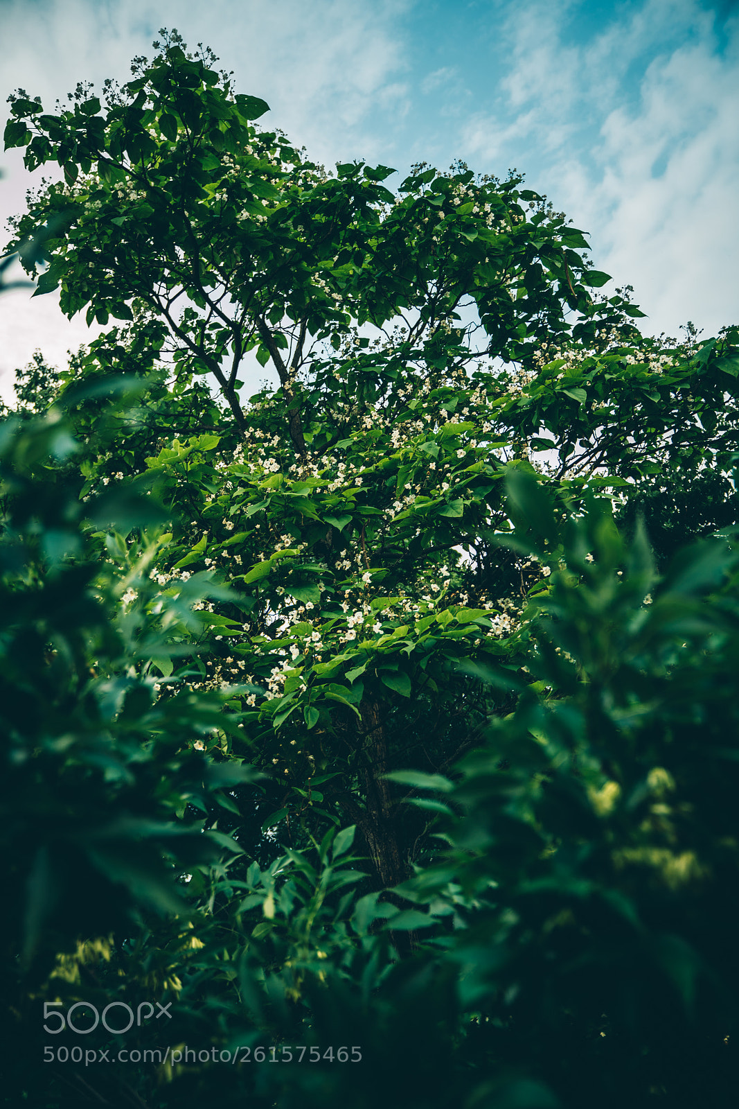 Sony a7R II sample photo. Tree photography