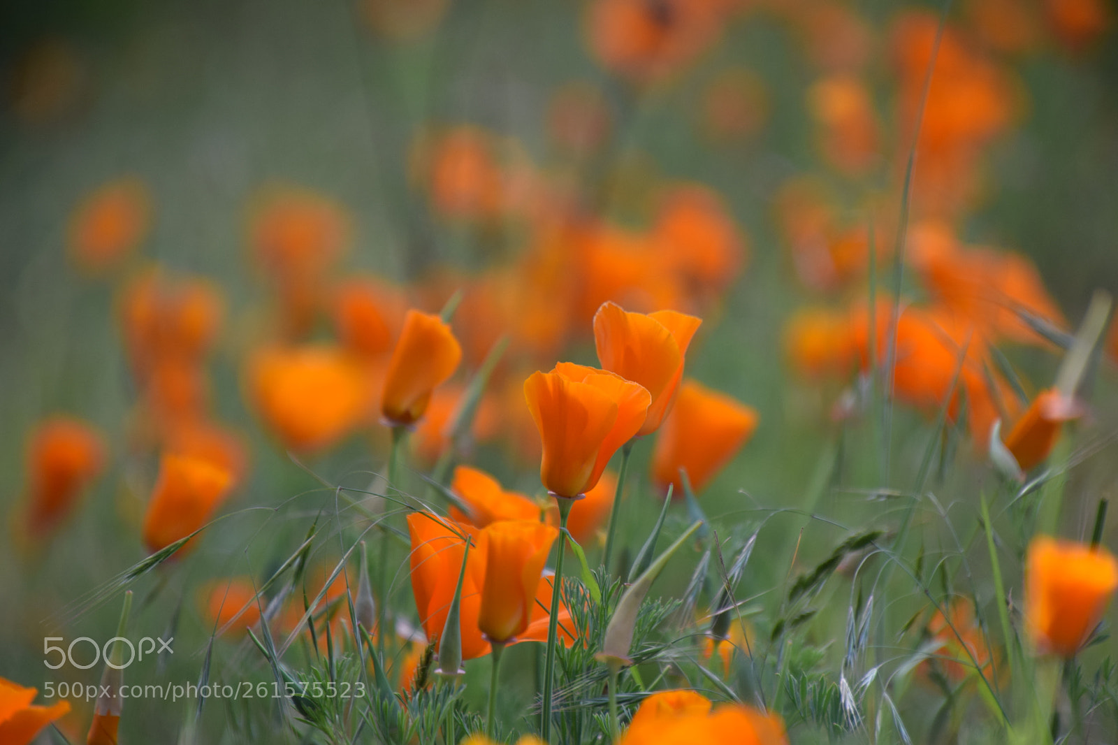Nikon D5300 sample photo. California poppy photography