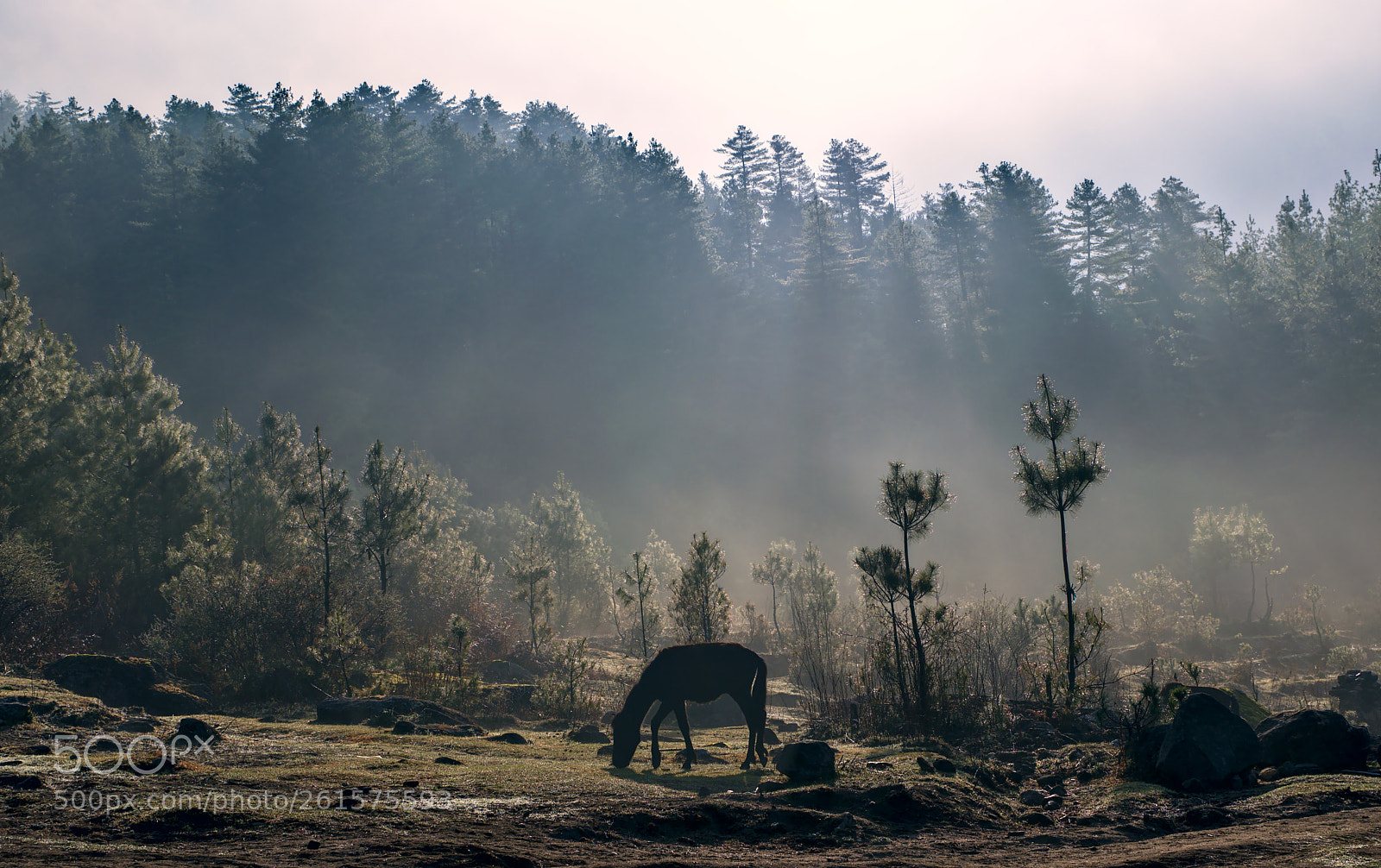 Nikon D3300 sample photo. Misterious photography