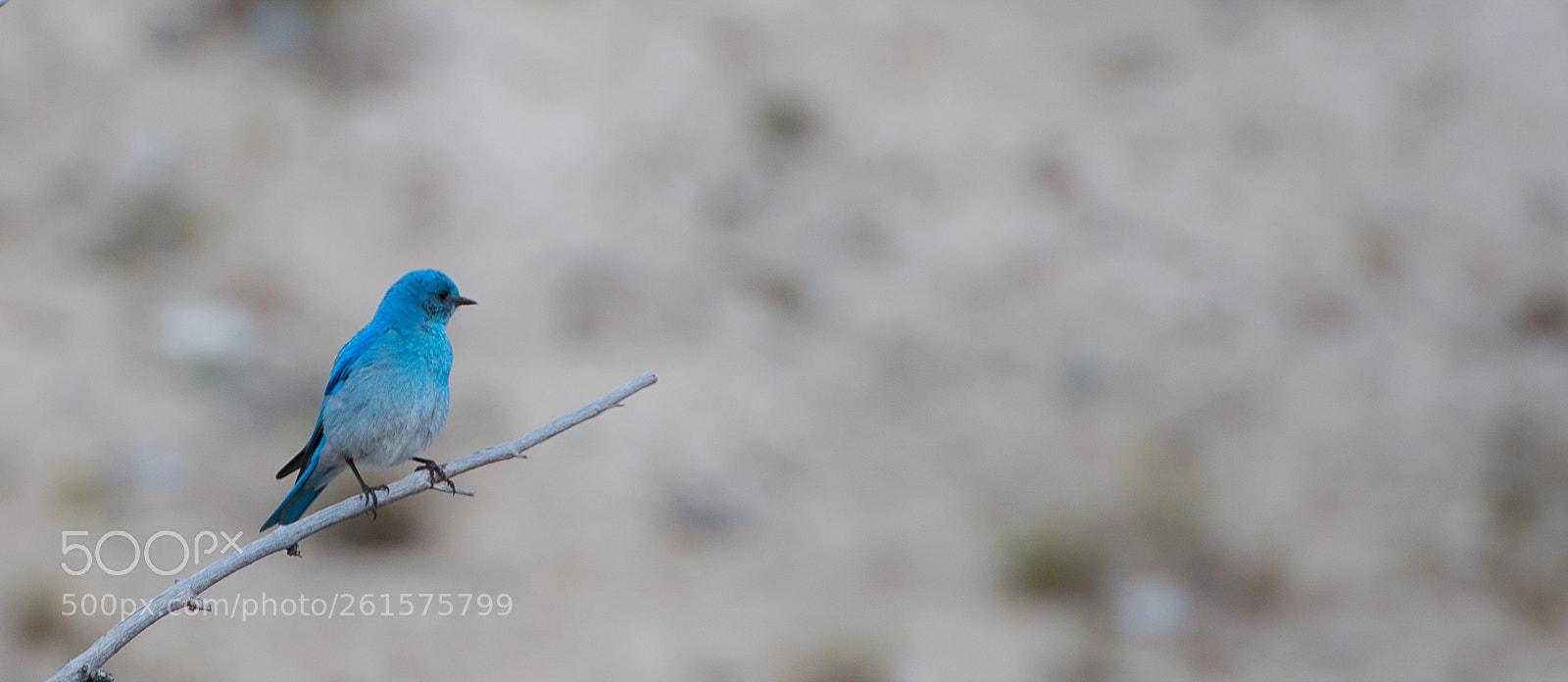 Nikon D750 sample photo. Mountain bluebird photography