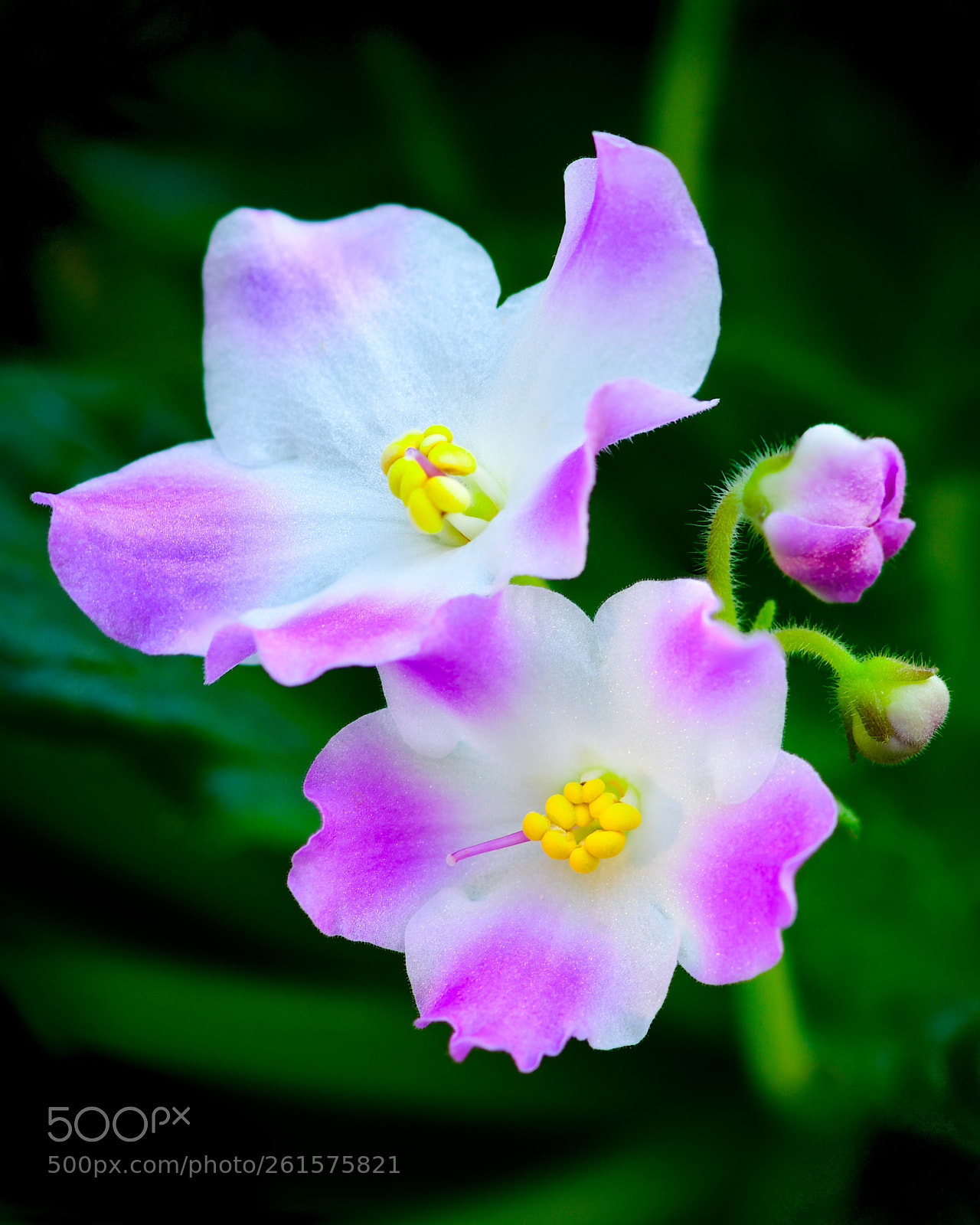 Nikon D850 sample photo. African violet photography