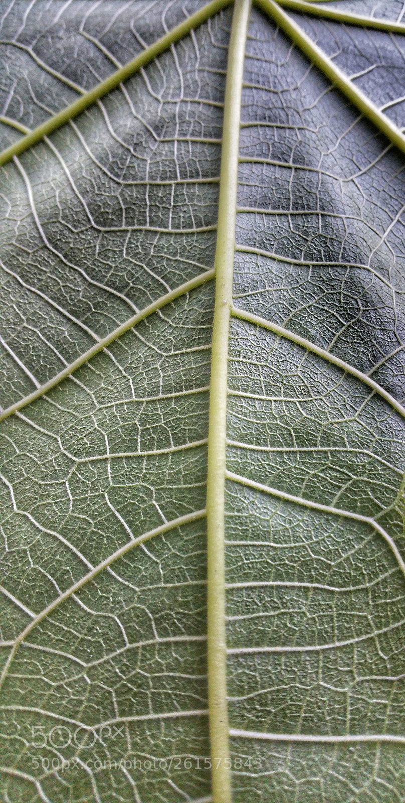 Samsung Galaxy Note4 sample photo. Fig leaf photography
