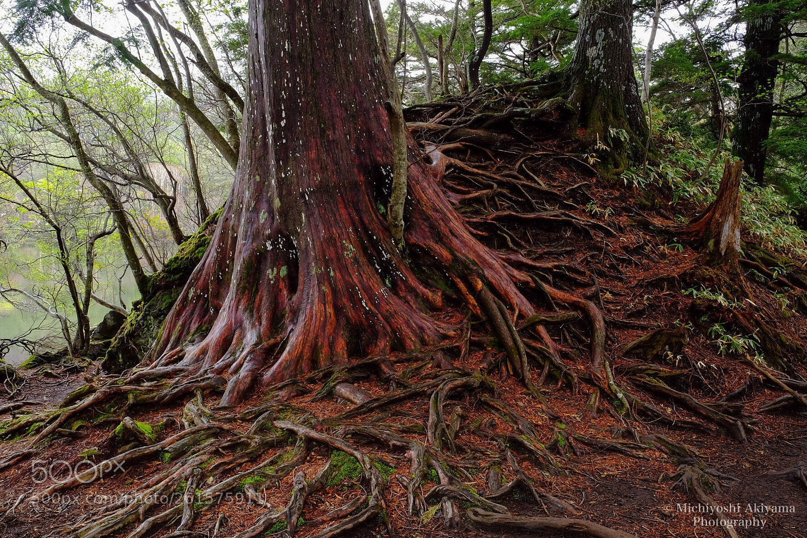 Fujifilm X-T1 sample photo. Vitality of trees. photography