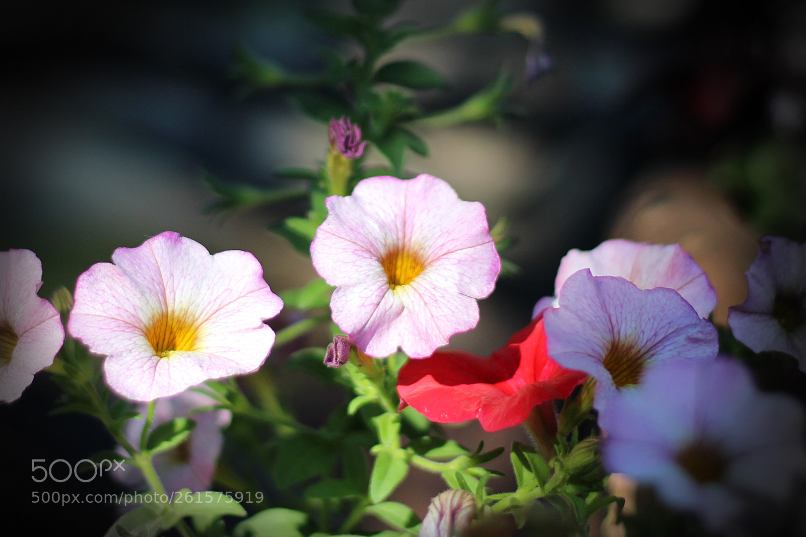Canon EOS 700D (EOS Rebel T5i / EOS Kiss X7i) sample photo. Feeling the sun photography