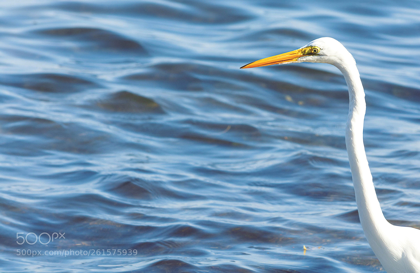 Nikon D7100 sample photo. Great egret photography