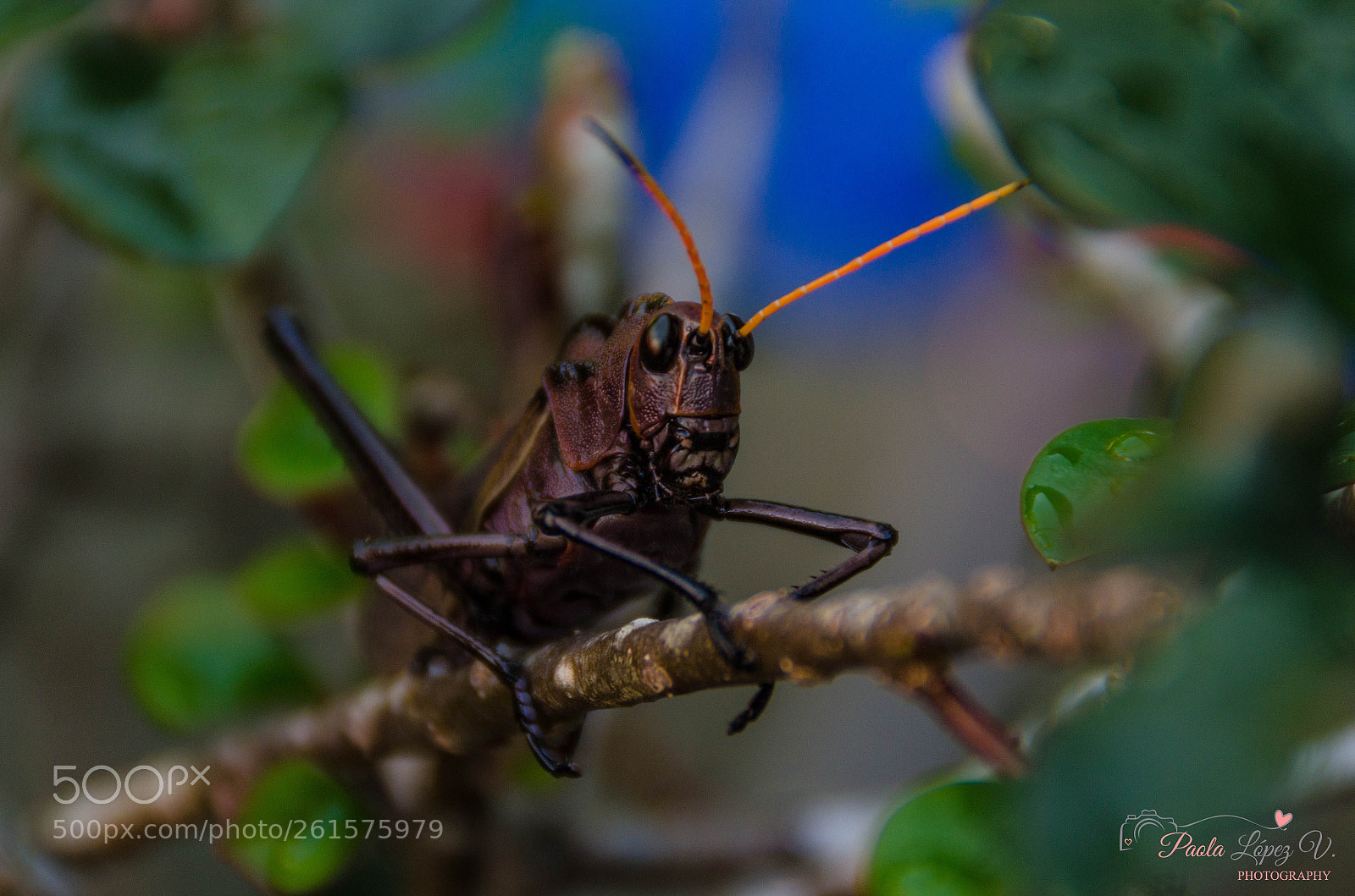 Nikon D7000 sample photo. Untitled photography