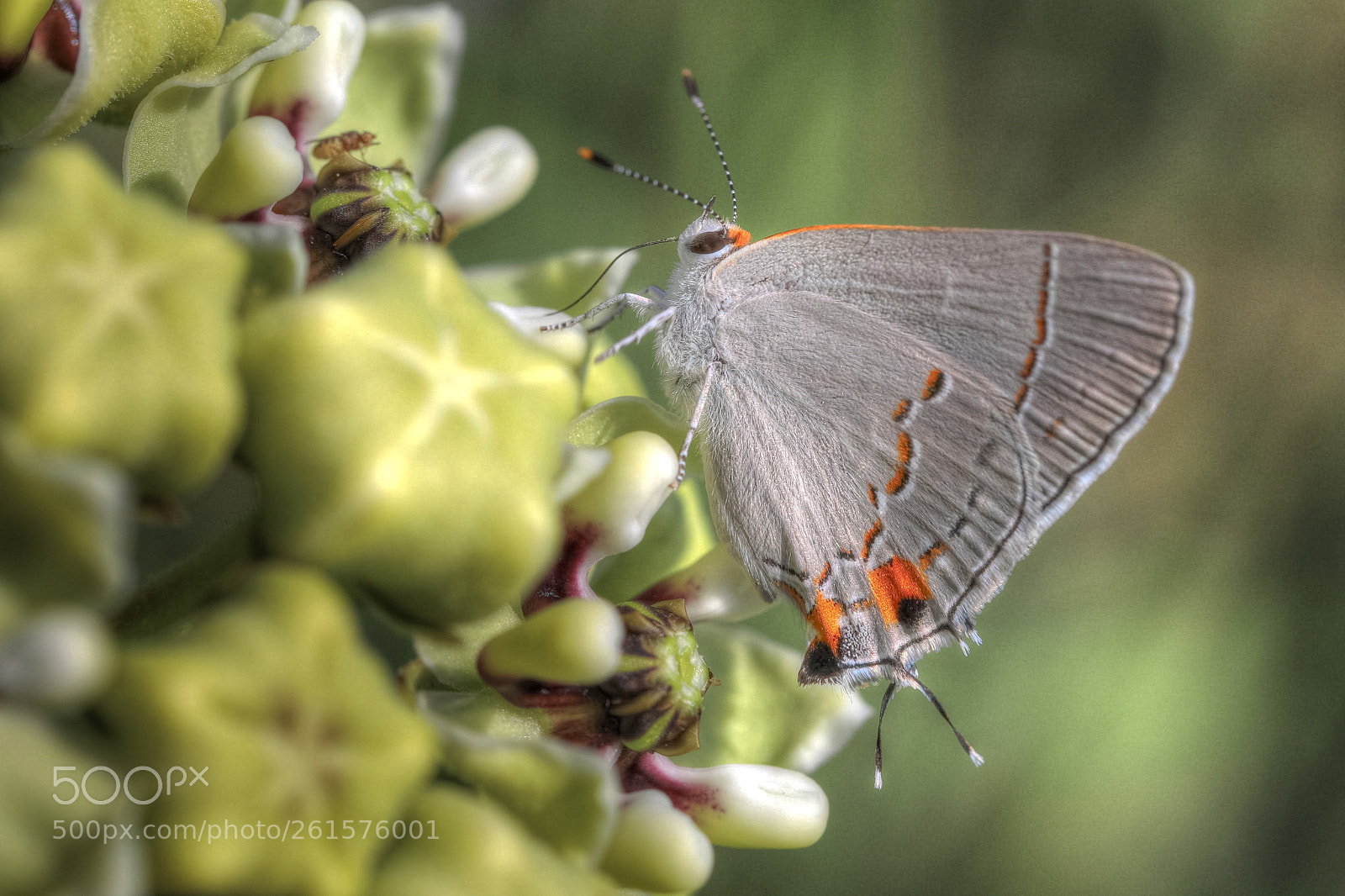 Canon EOS 5D Mark IV sample photo. Grey hairstreak photography