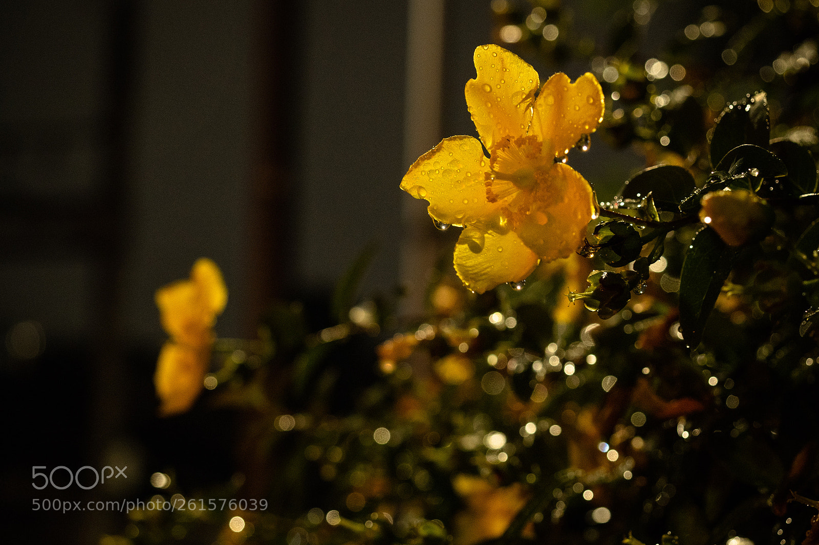 Olympus OM-D E-M5 II sample photo. Hypericum photography