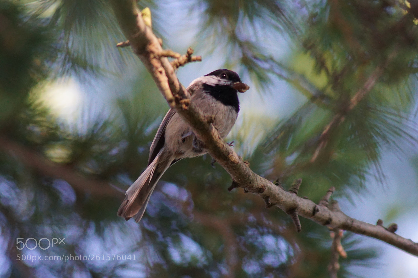 Sony a6000 sample photo. Working bird photography