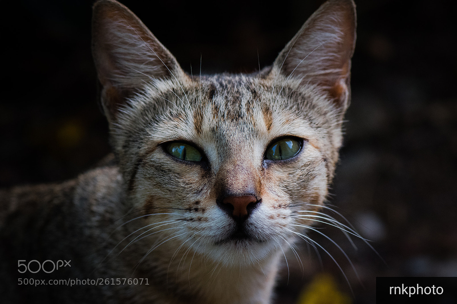 Nikon D500 sample photo. Cat portrait photography