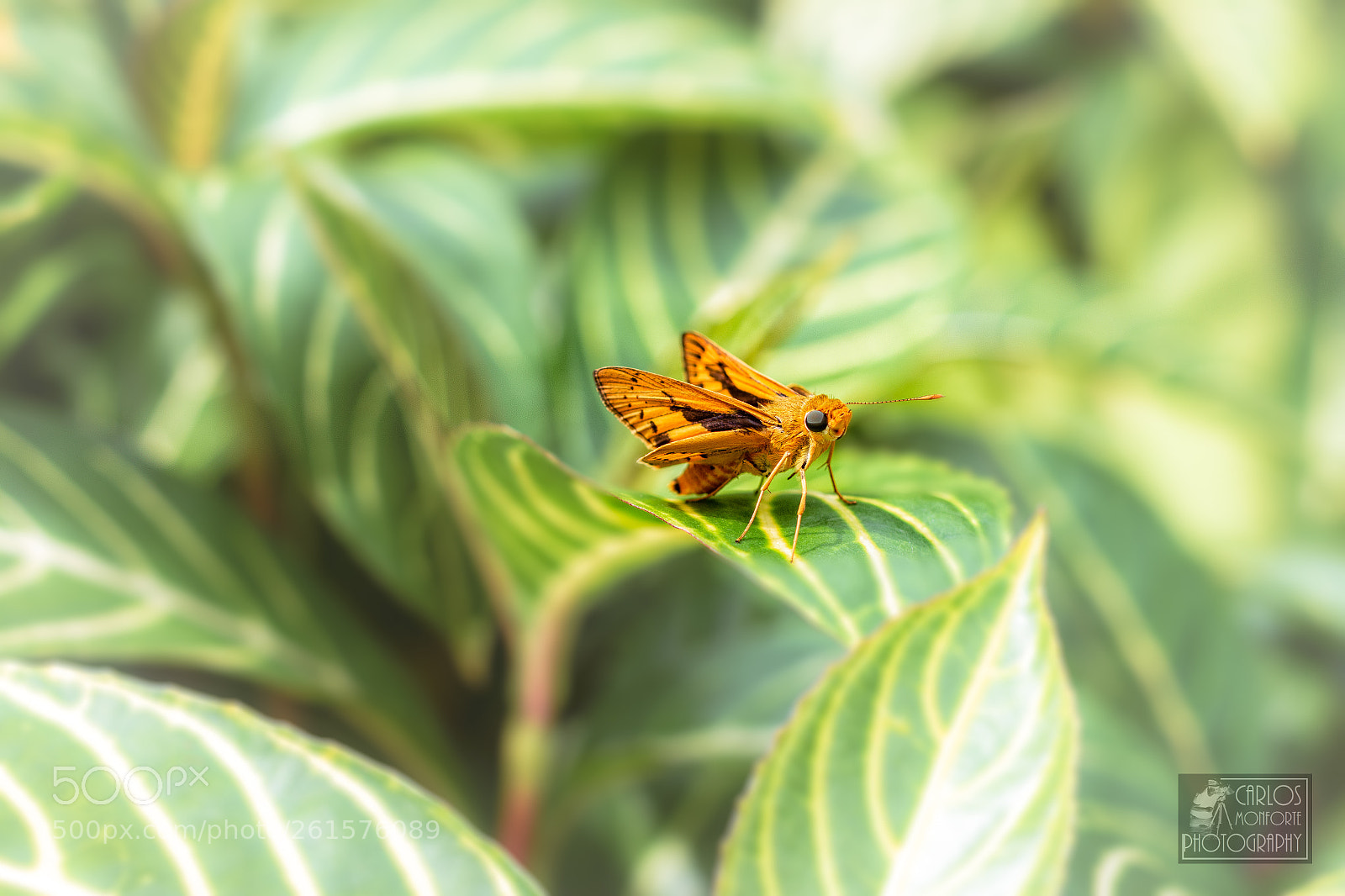 Canon EOS 70D sample photo. Moth photography