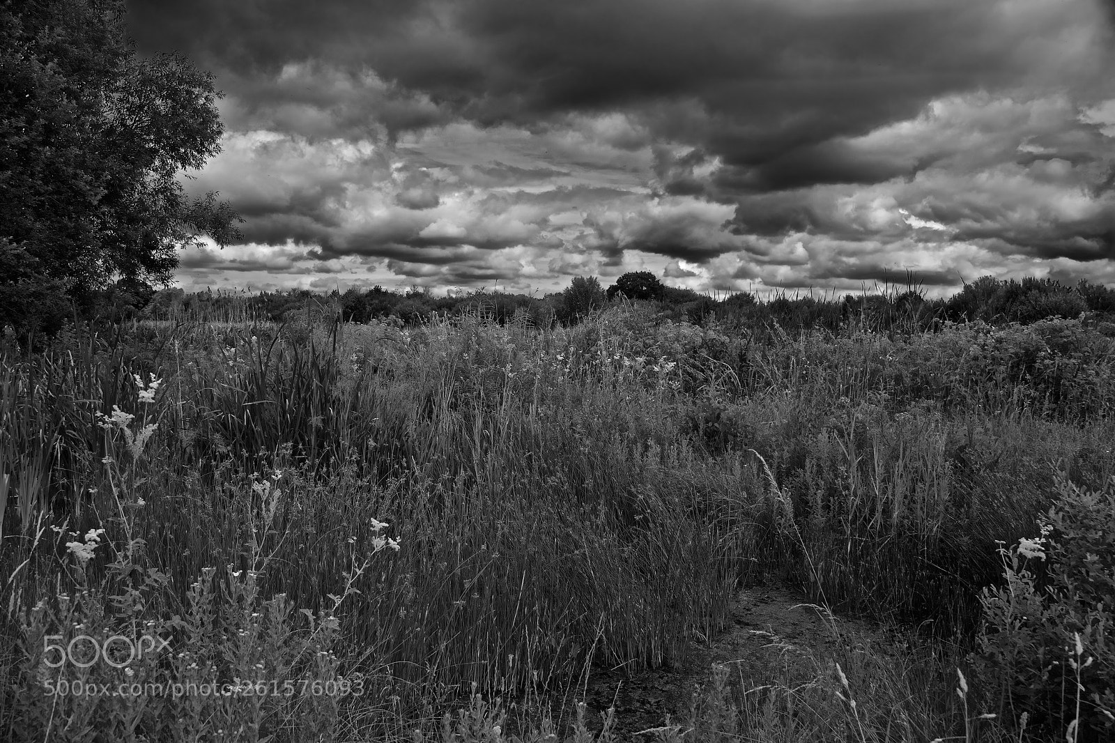 Canon EOS 6D sample photo. Boveney wetland photography