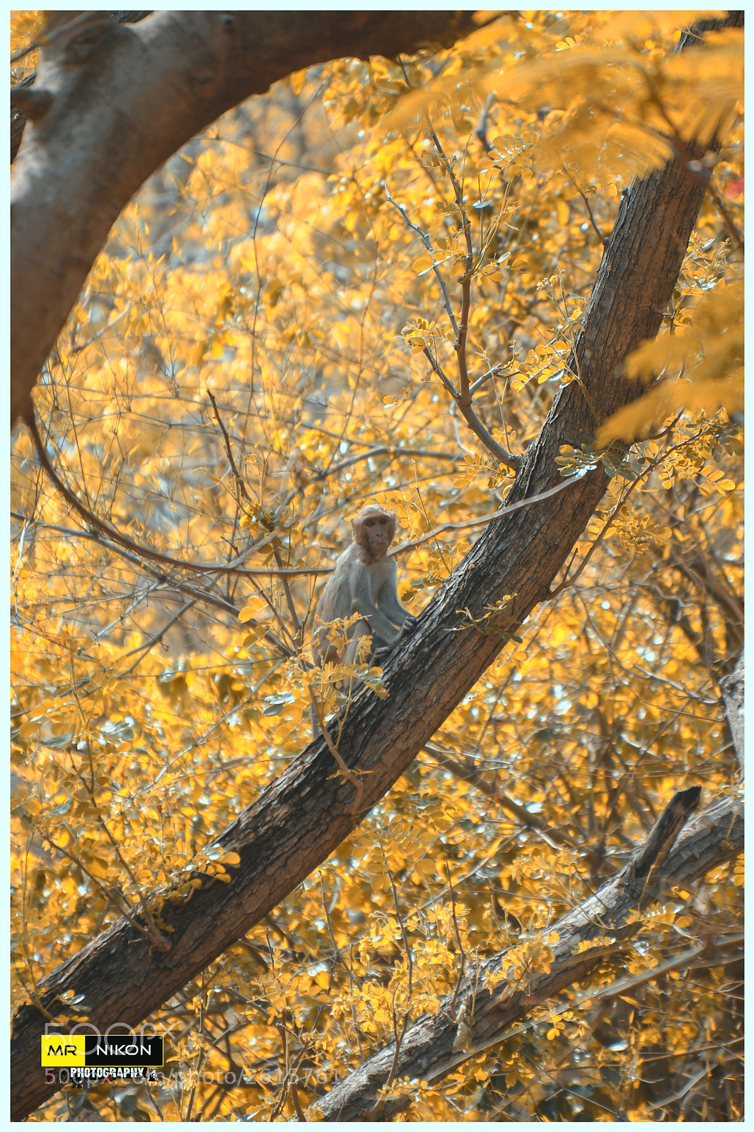 Nikon D500 sample photo. Ready to jump photography