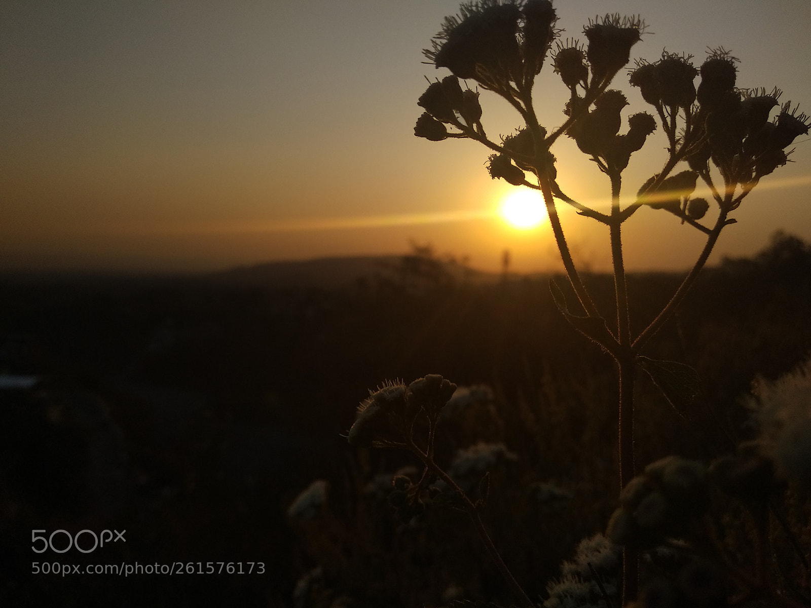 Xiaomi Mi A1 sample photo. Untitled photography