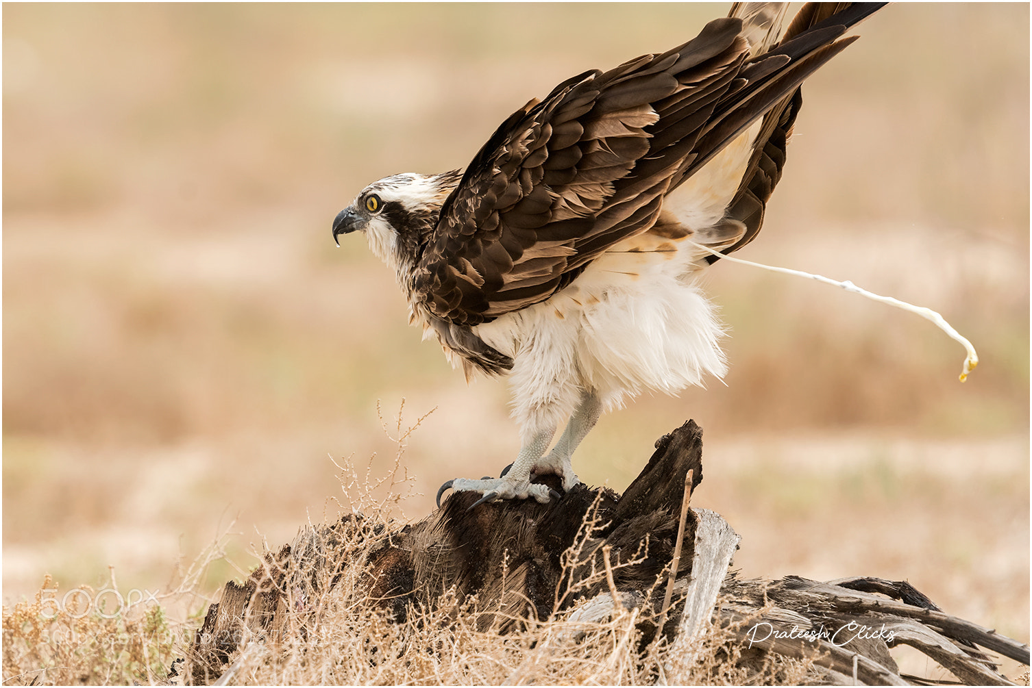 Nikon D500 sample photo. Osprey photography