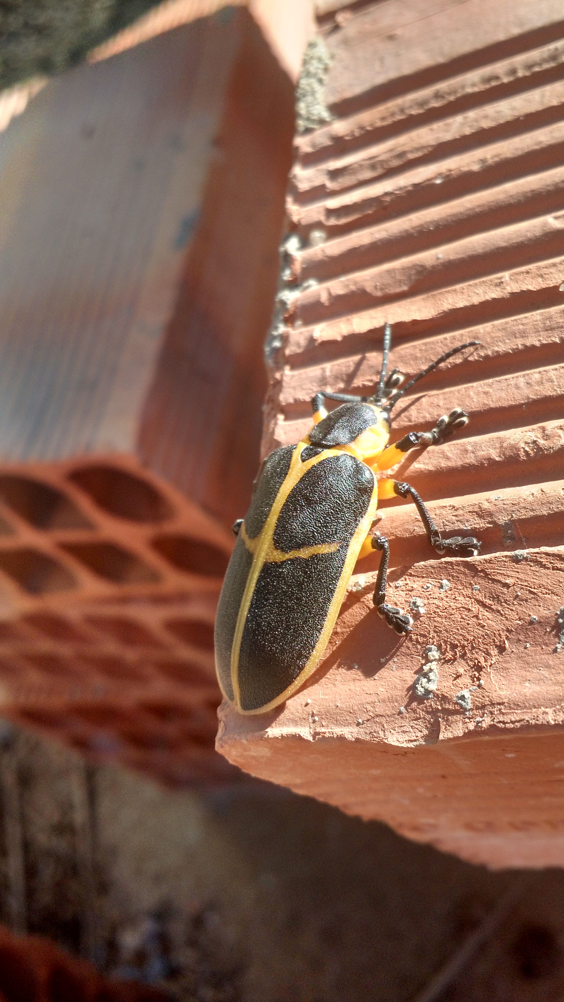 Motorola Moto X (2nd Gen) sample photo