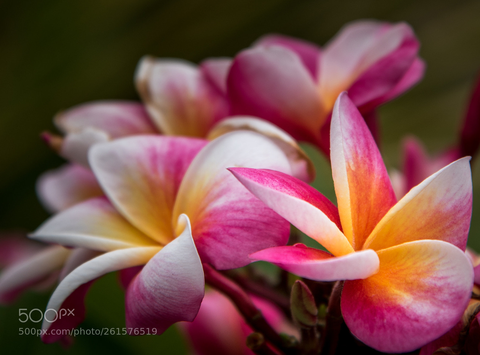 Nikon D750 sample photo. Frangipani flowers macro pink photography