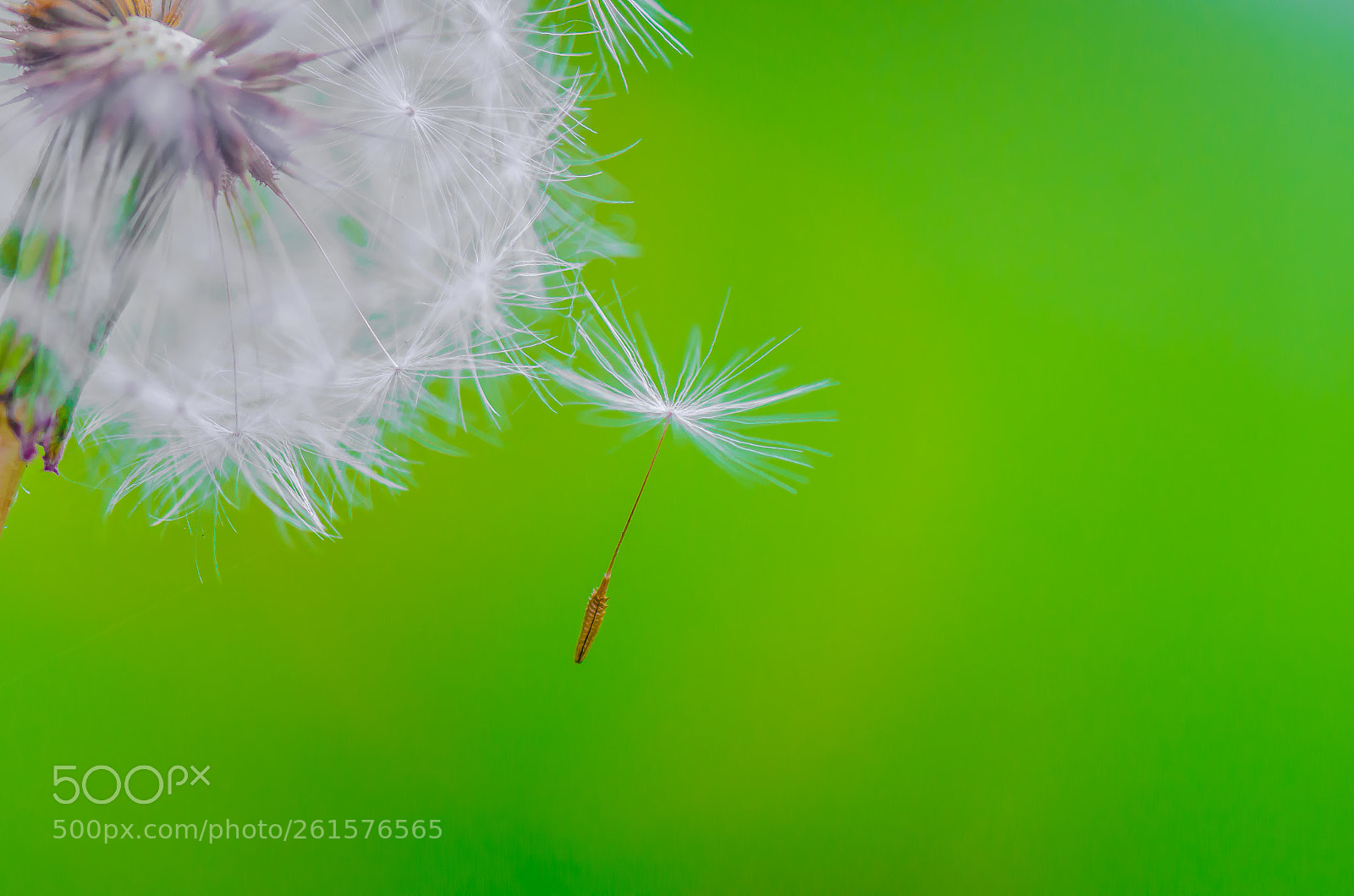 Nikon D7000 sample photo. Delicate fall photography