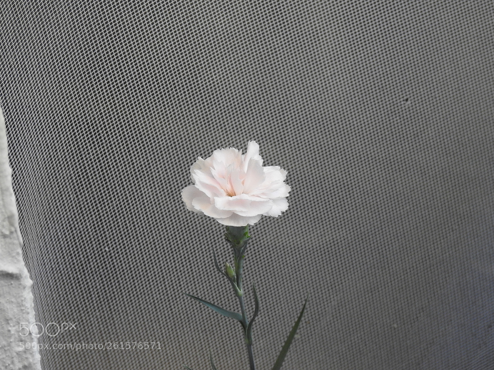 Nikon Coolpix P900 sample photo. Small white carnation photography