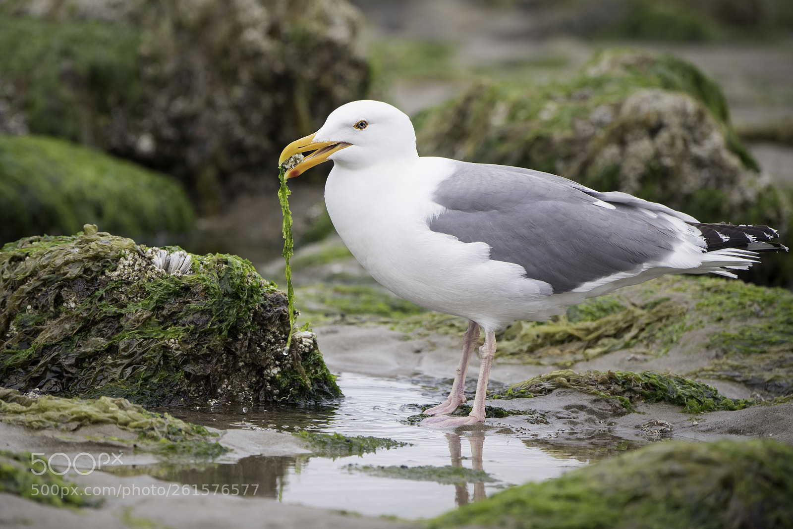 Nikon D750 sample photo. Barnacle bill photography