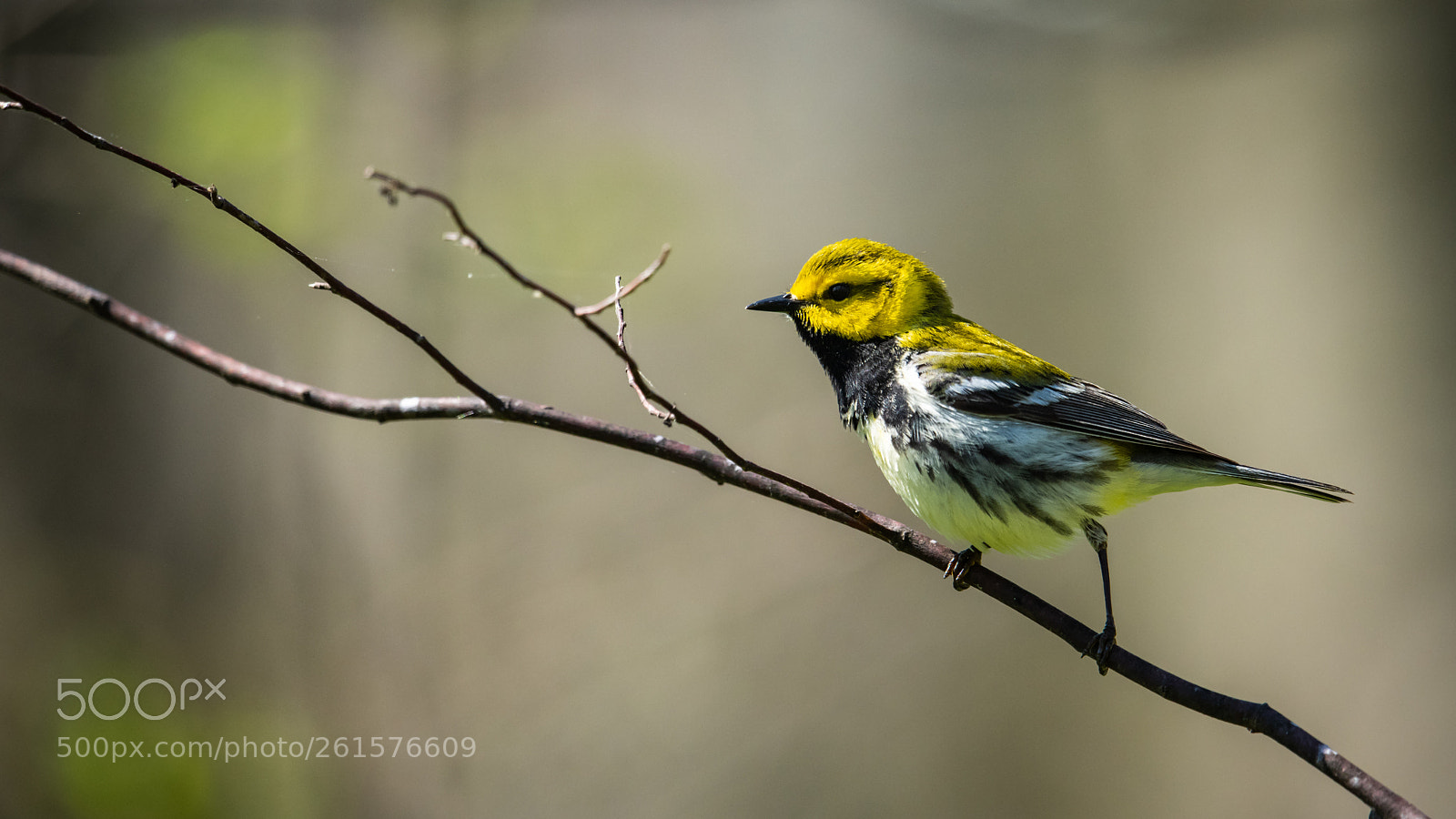 Nikon D850 sample photo. Black throated green warbler photography