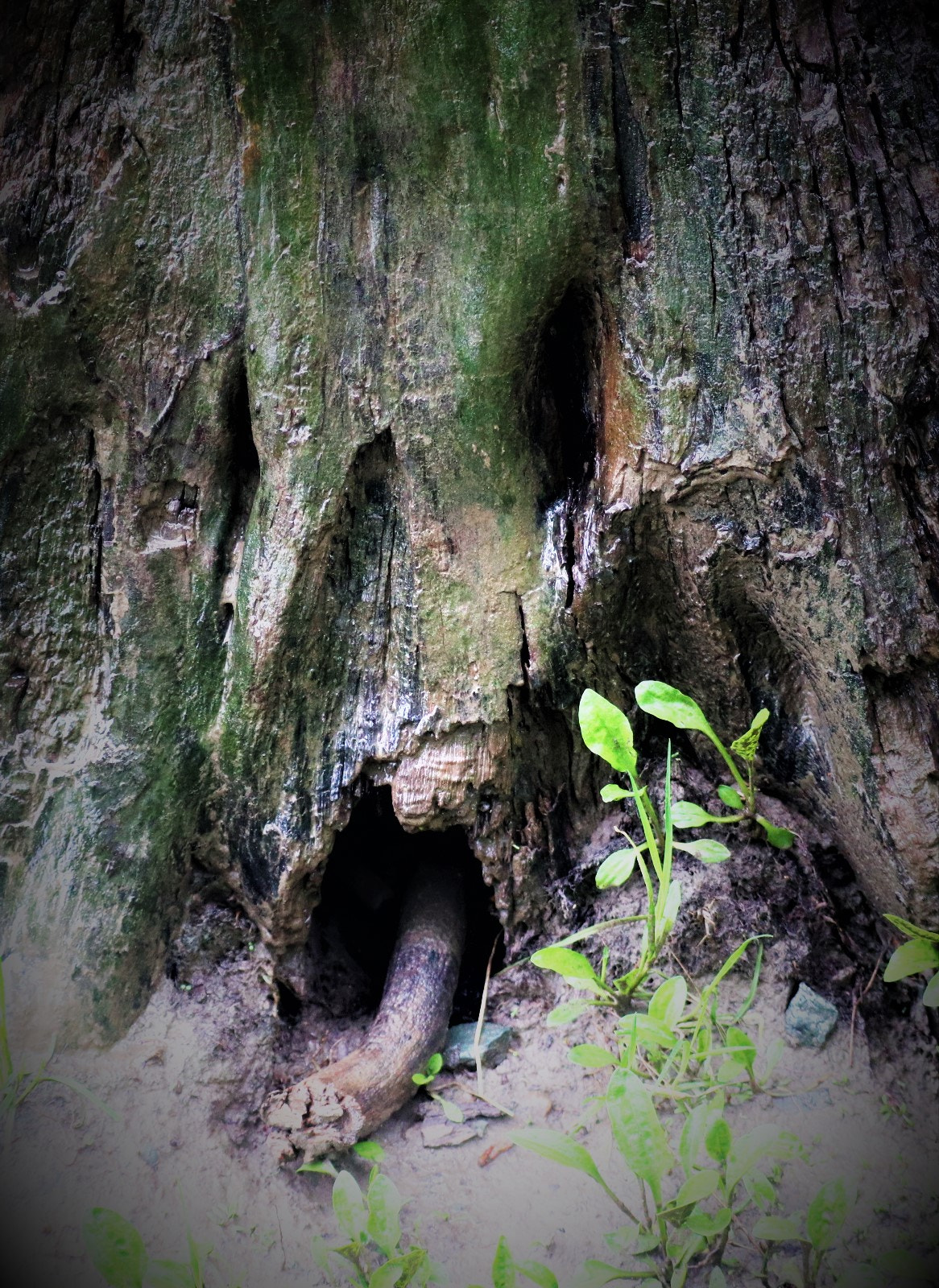 Canon EOS M100 sample photo. Face in tree photography