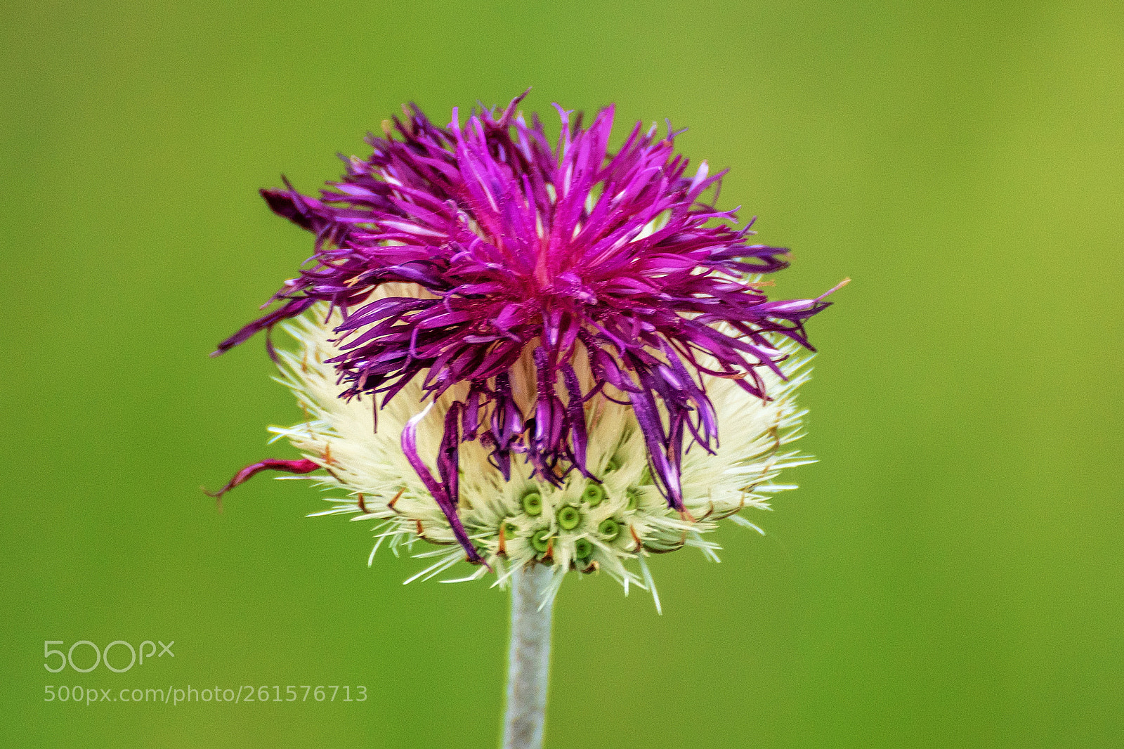 Sony ILCA-77M2 sample photo. Floral photography